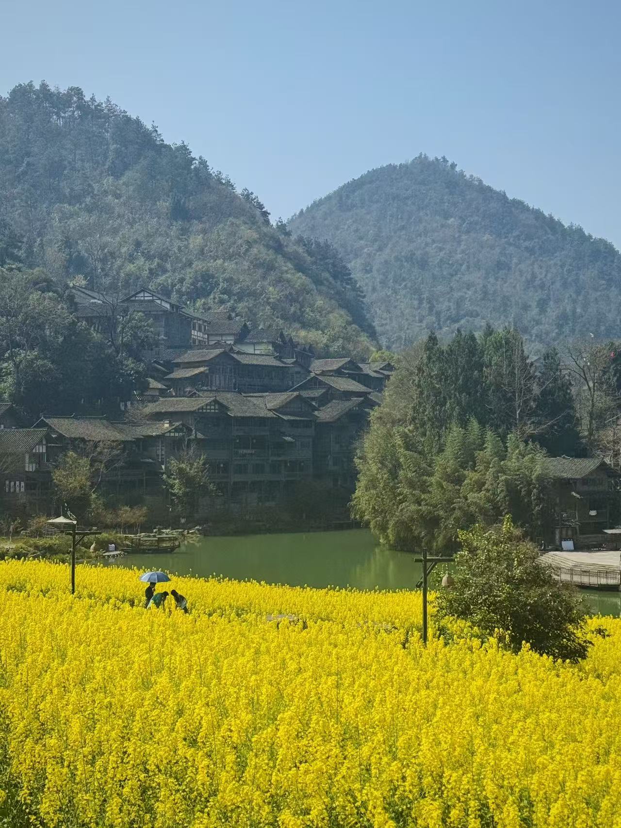 Rapeseed Flowers in Full Bloom in Wujiangzhai