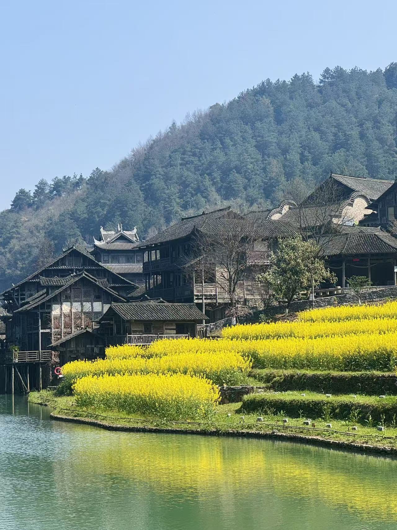 Rapeseed Flowers in Full Bloom in Wujiangzhai