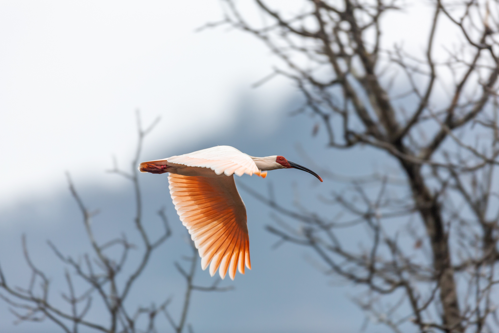 A crested ibis is seen in the Qinling Mountains, Shaanxi Province, northwest China. /VCG