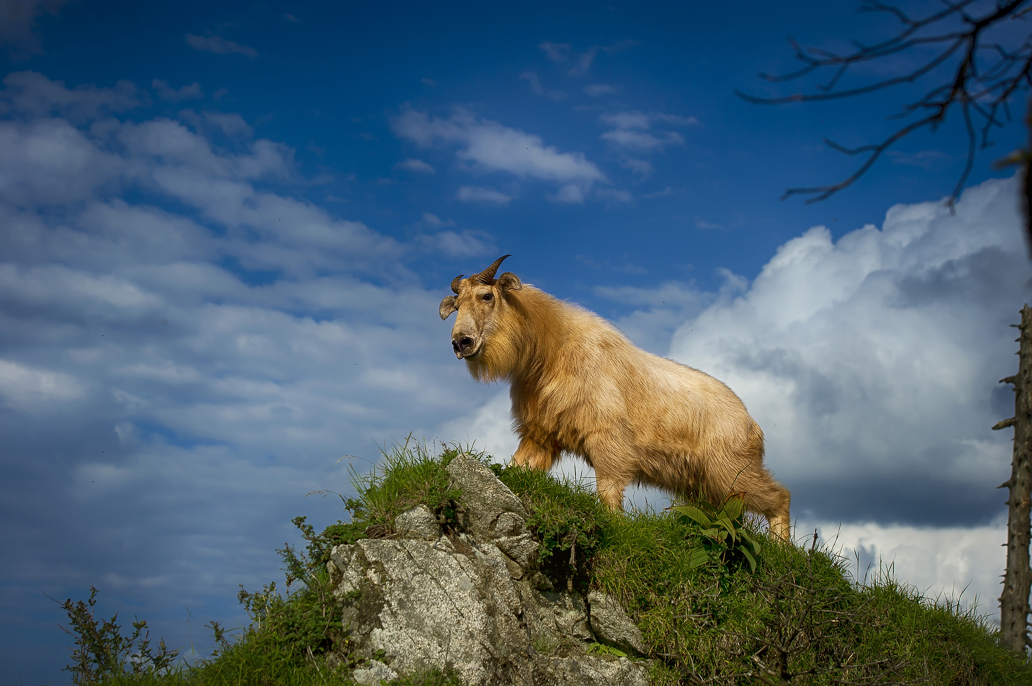 A Qinling takin, Shaanxi Province, northwest China. /VCG
