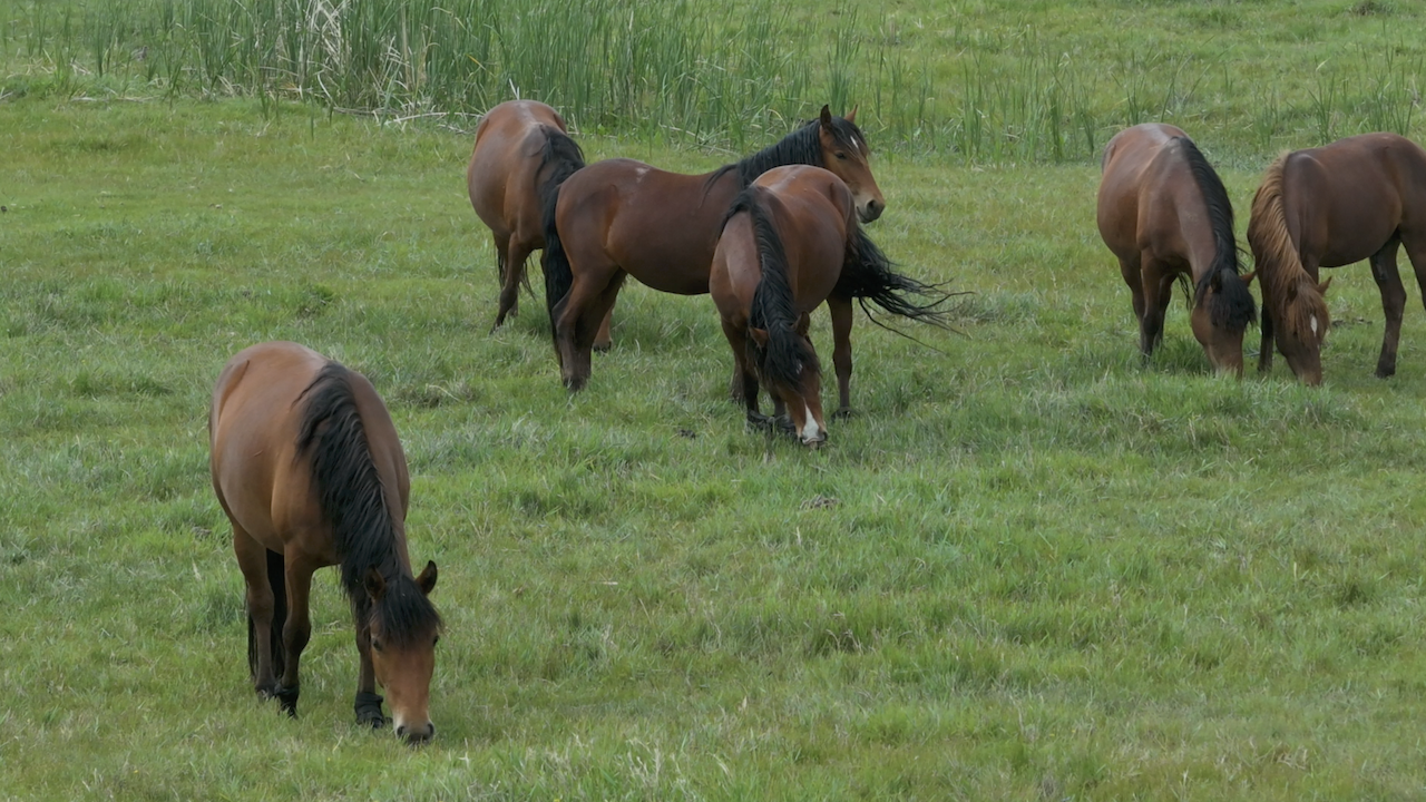 Yellow River in Inner Mongolia sees continued ecological improvement  