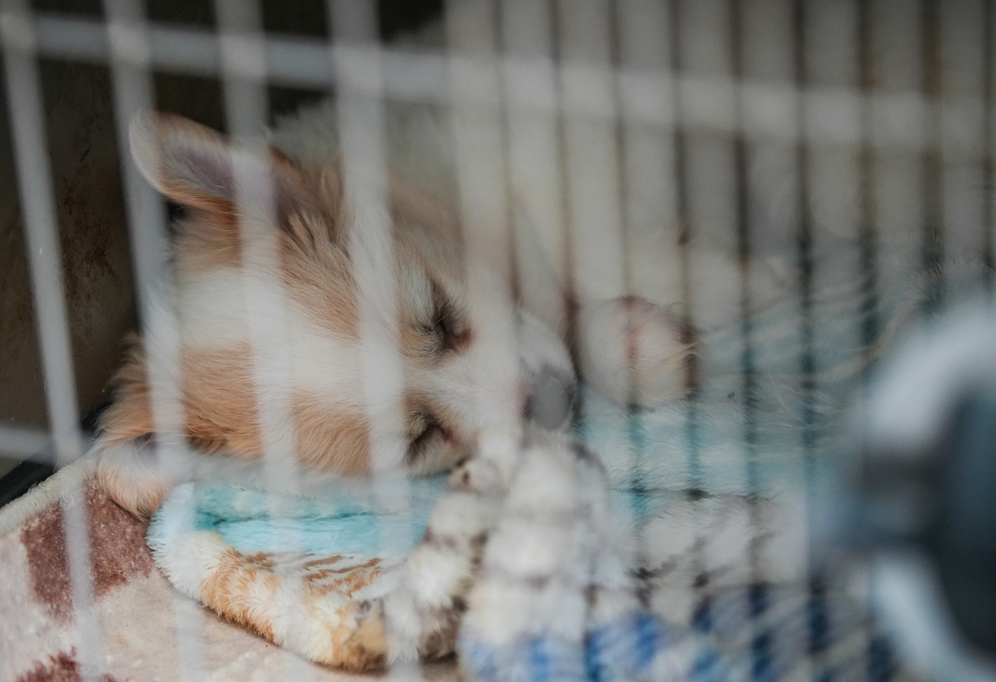 A home of love for 400 stray lives