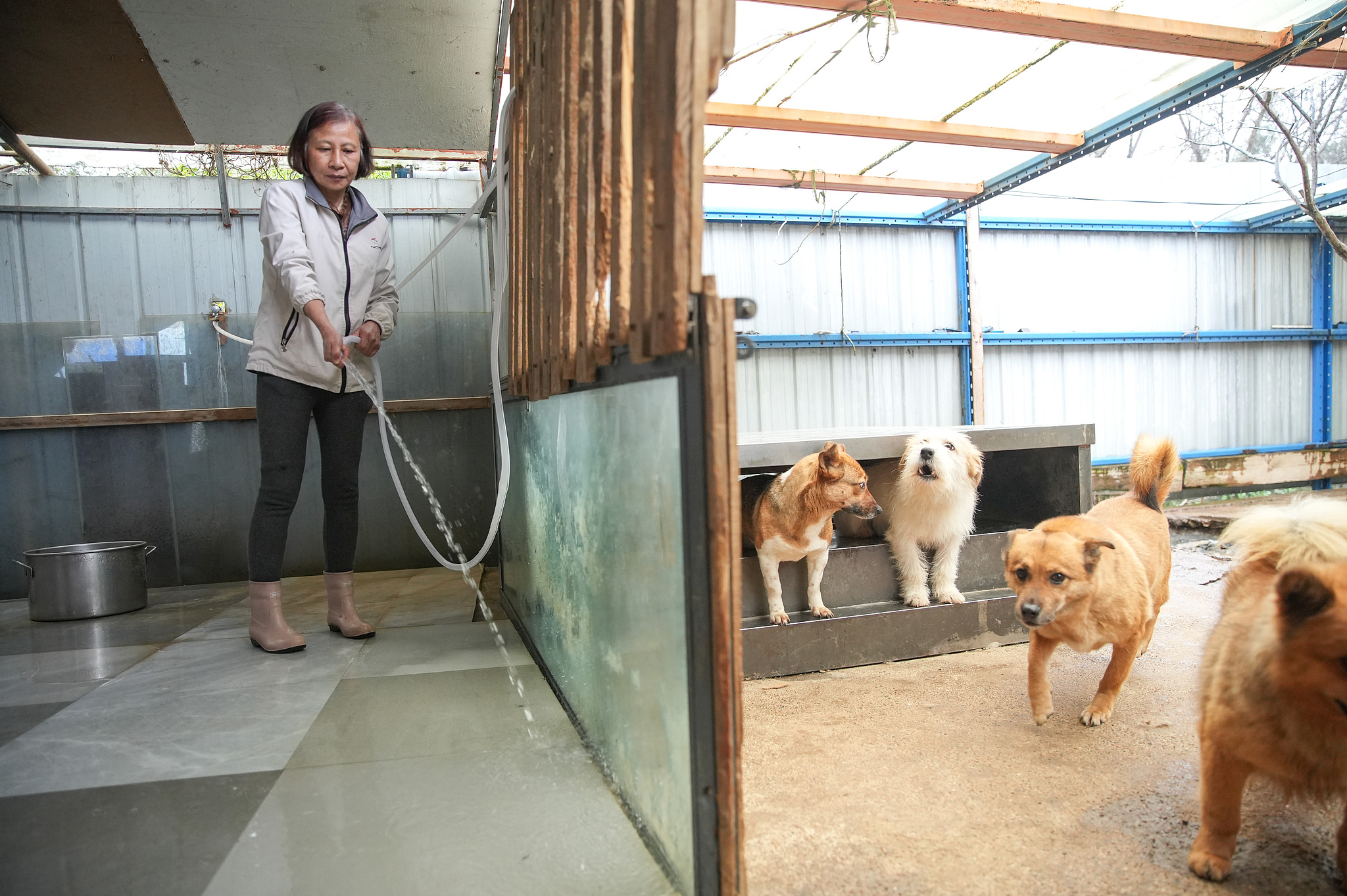 A home of love for 400 stray lives