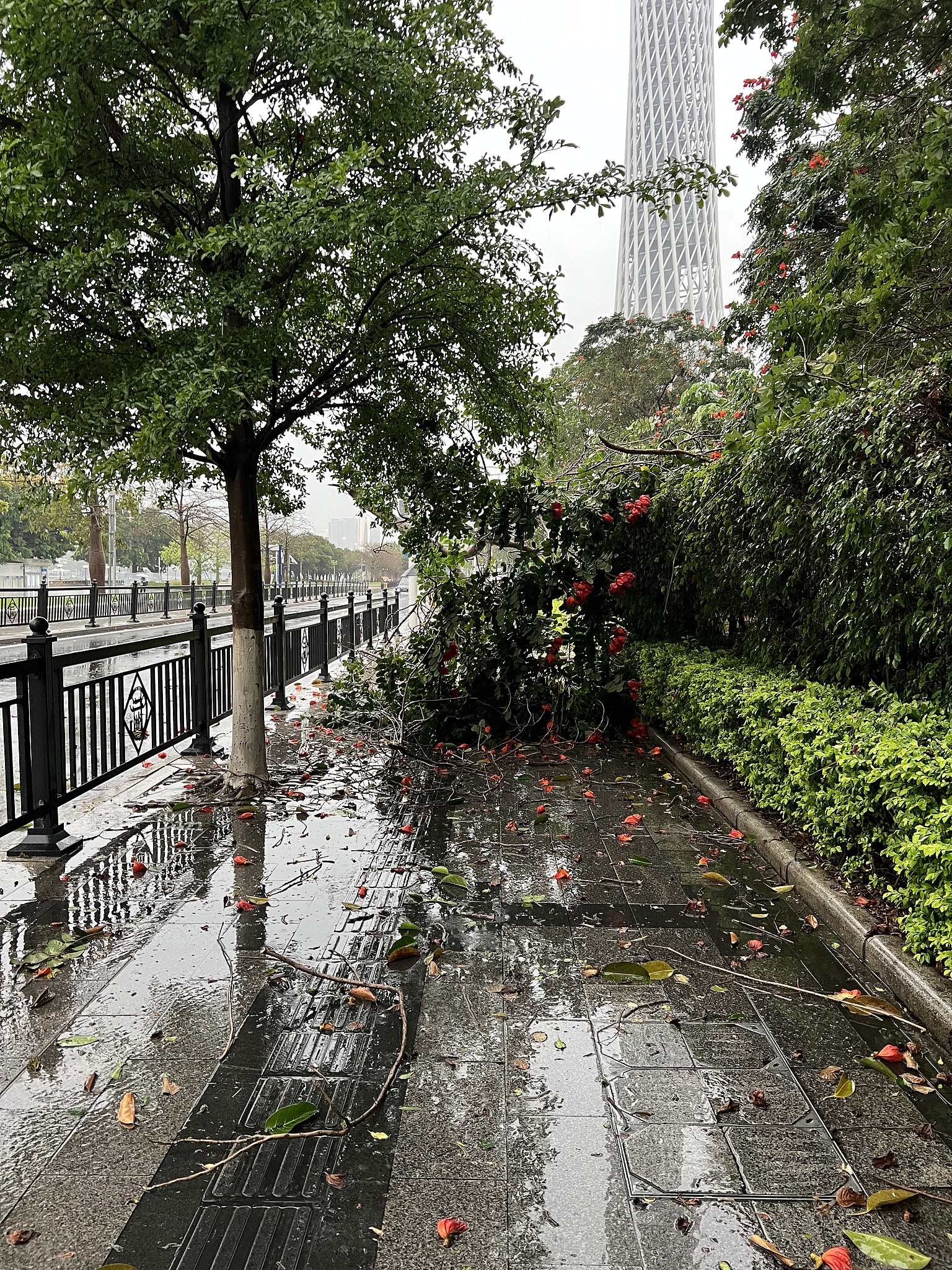Fallen trees on sidewalks in Guangzhou, Guangdong Province, south China, March 30, 2026. /VCG