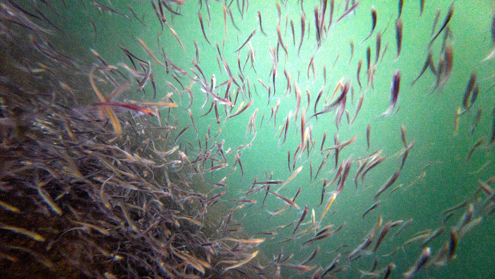 A school of fish near a dock in Zigui County, Hubei Province, central China, February 9, 2026. /VCG