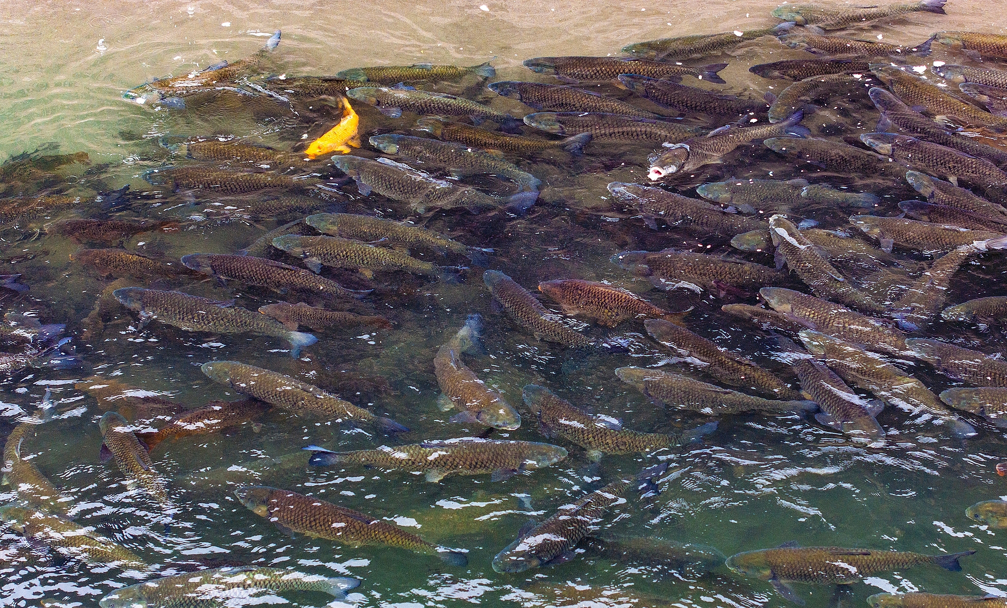 Wild fish gather to feed at the Sanjiangkou confluence in Yibin, Sichuan Province, southwest China, December 6, 2025. /VCG