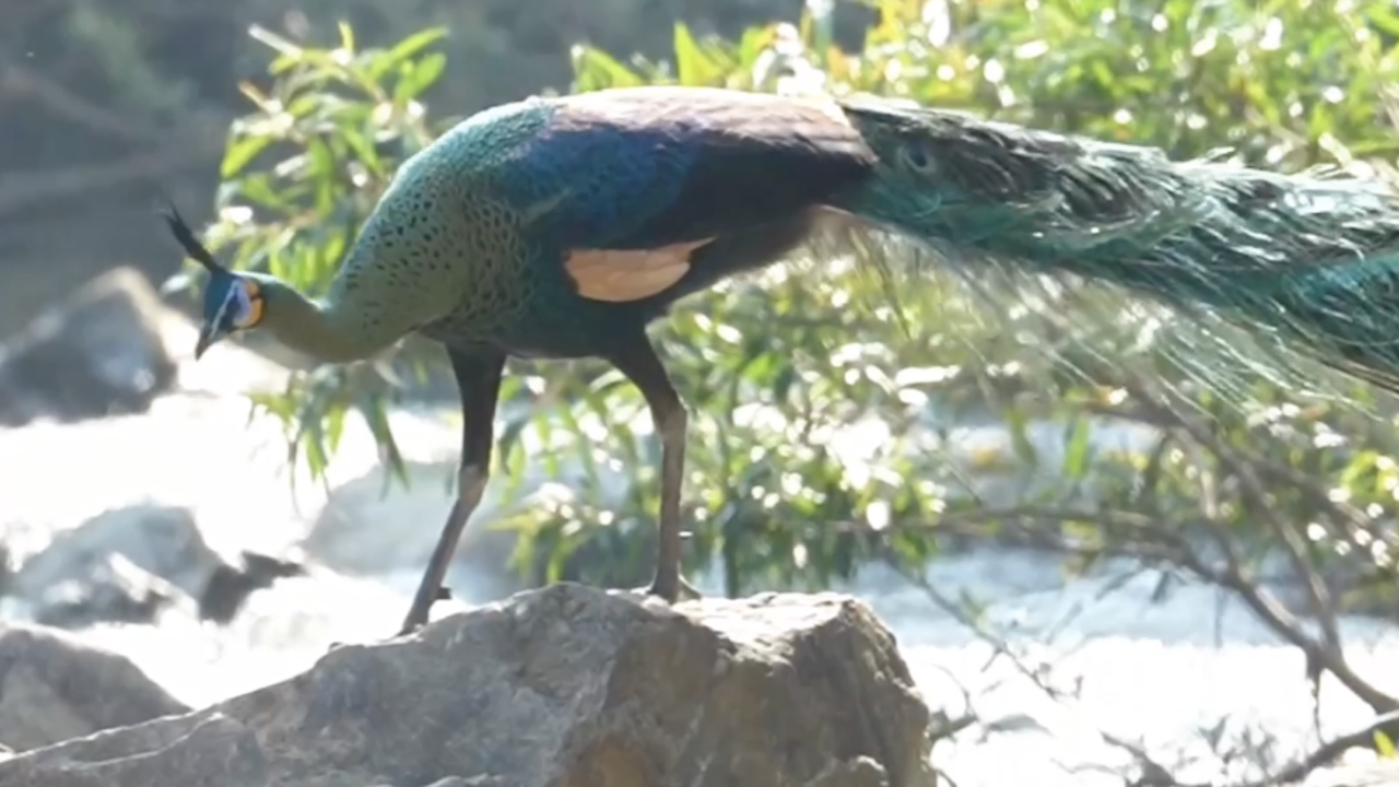 International Bird Day: Unexpected moments caught on camera