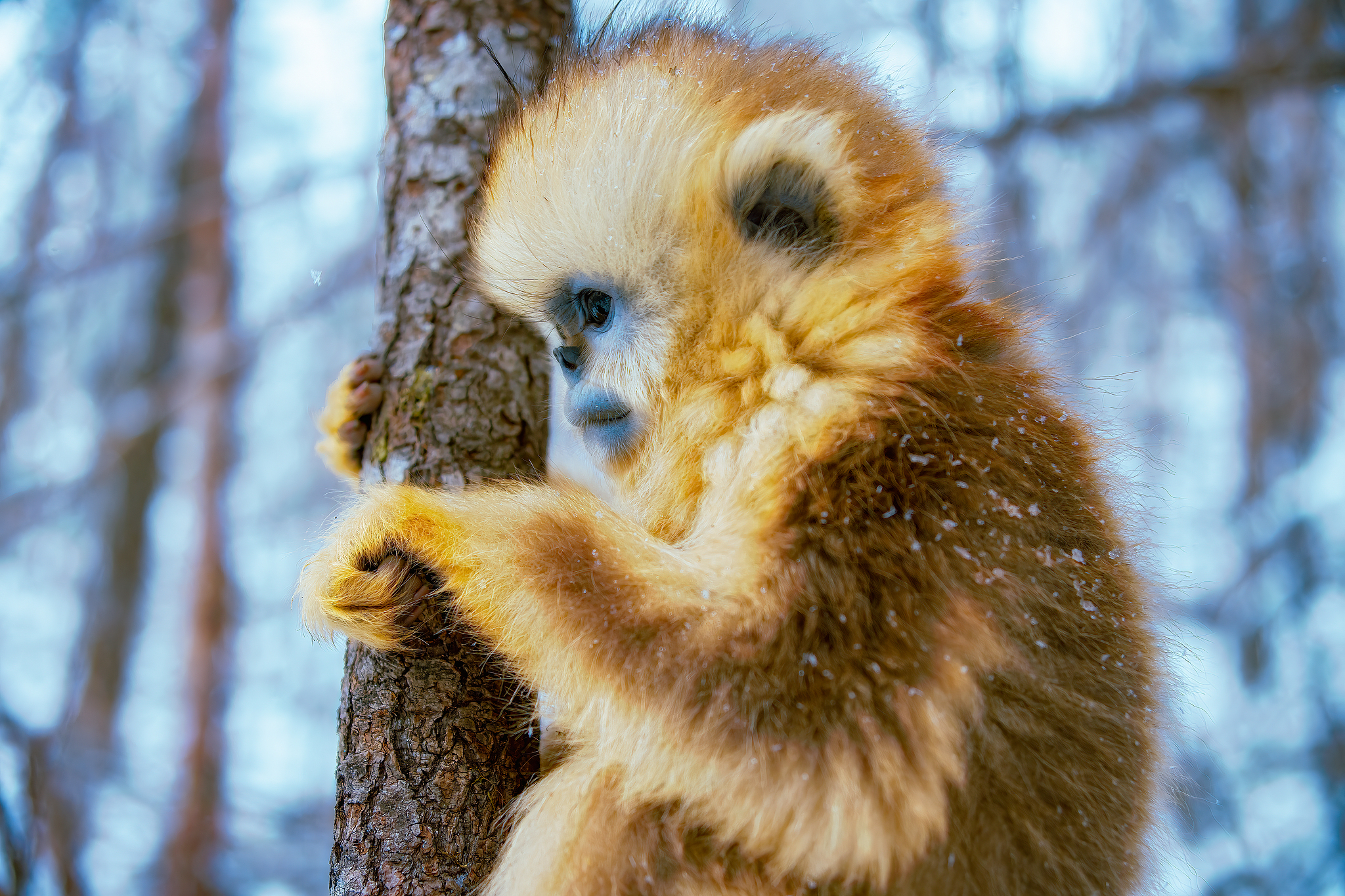 A golden snub-nosed monkey infant is seen in Shennongjia, Hubei Province, central China. /VCG