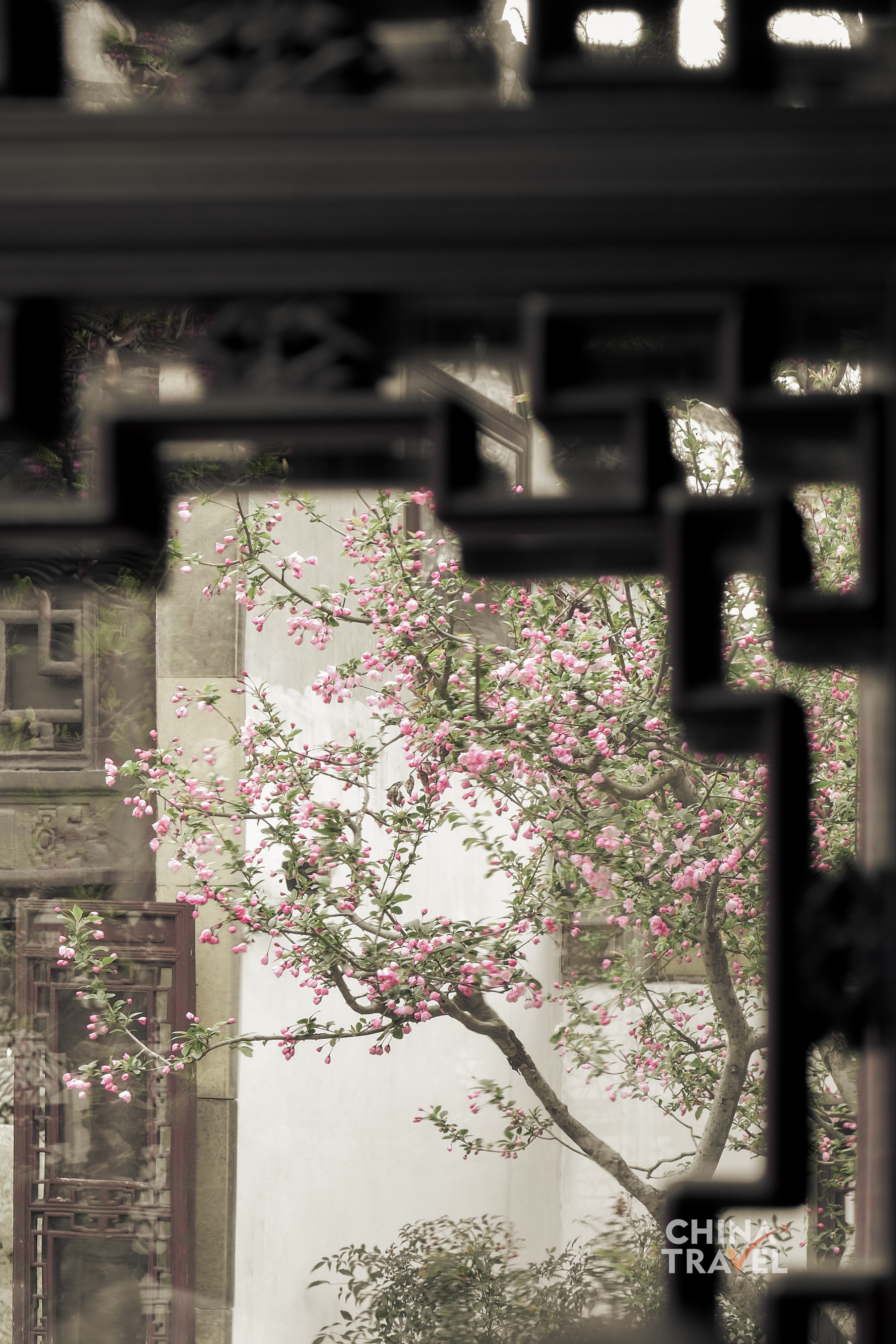 Blossoming trees lean against whitewashed walls, where spring quietly unfolds in Suzhou's classical gardens. /CGTN