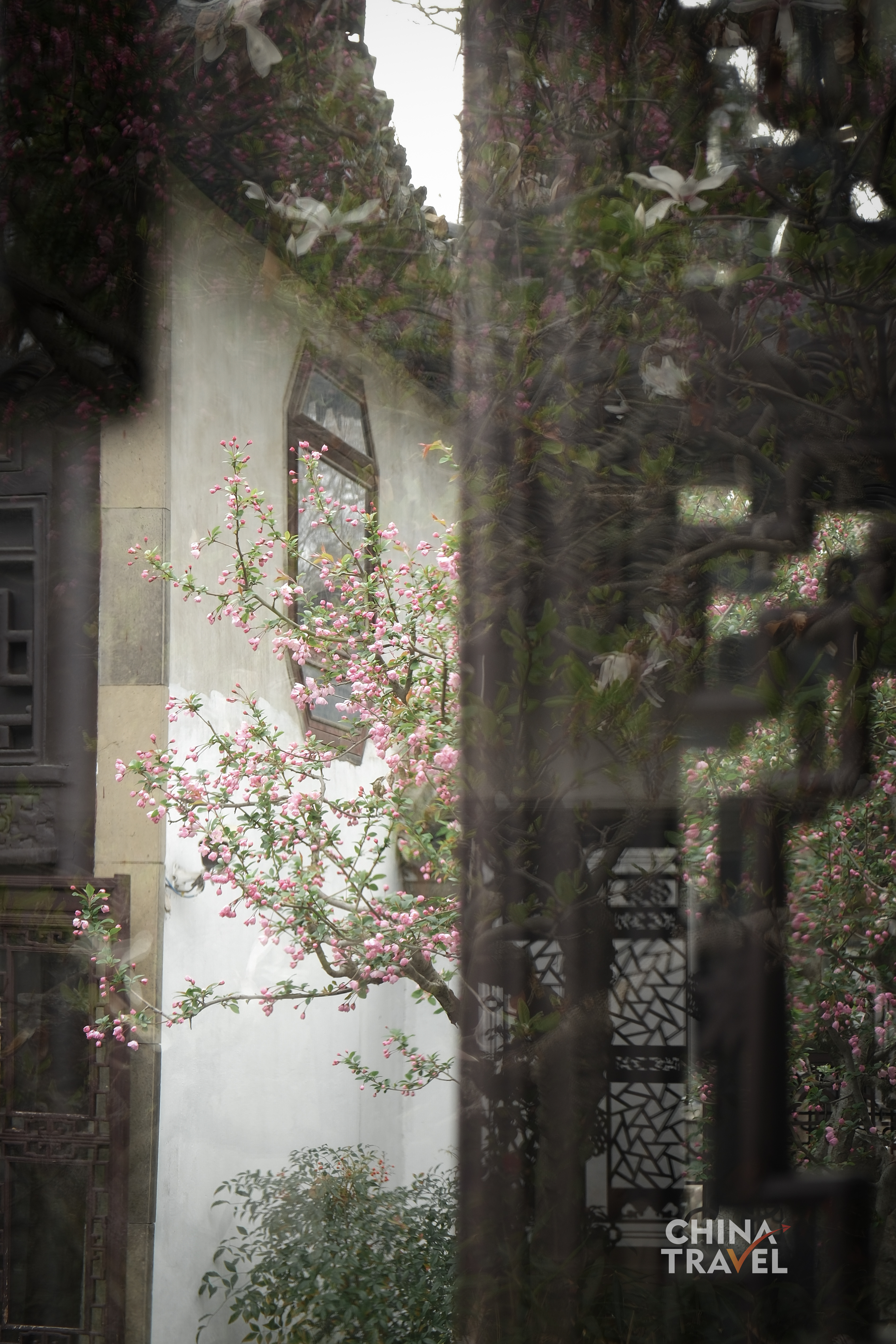 Blossoming trees lean against whitewashed walls, where spring quietly unfolds in Suzhou's classical gardens. /CGTN