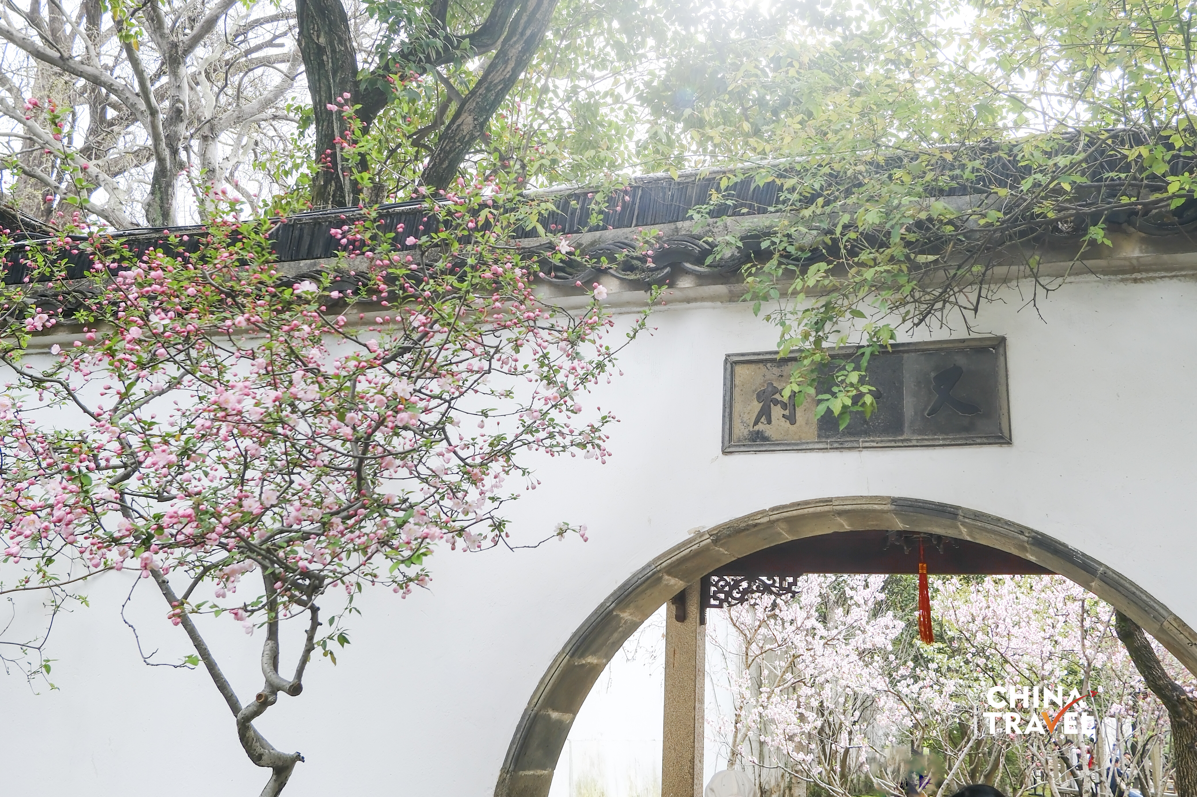 Blossoming trees lean against whitewashed walls, where spring quietly unfolds in Suzhou's classical gardens. /CGTN