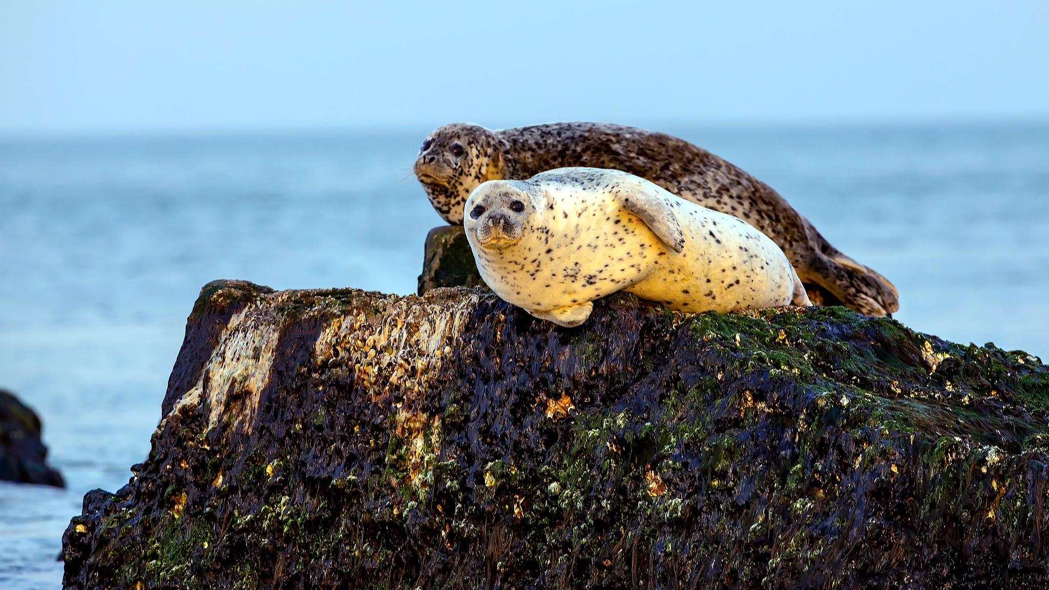 Live: Spotted seals' migration journey – Exploring Changdao, the seals' rest stop