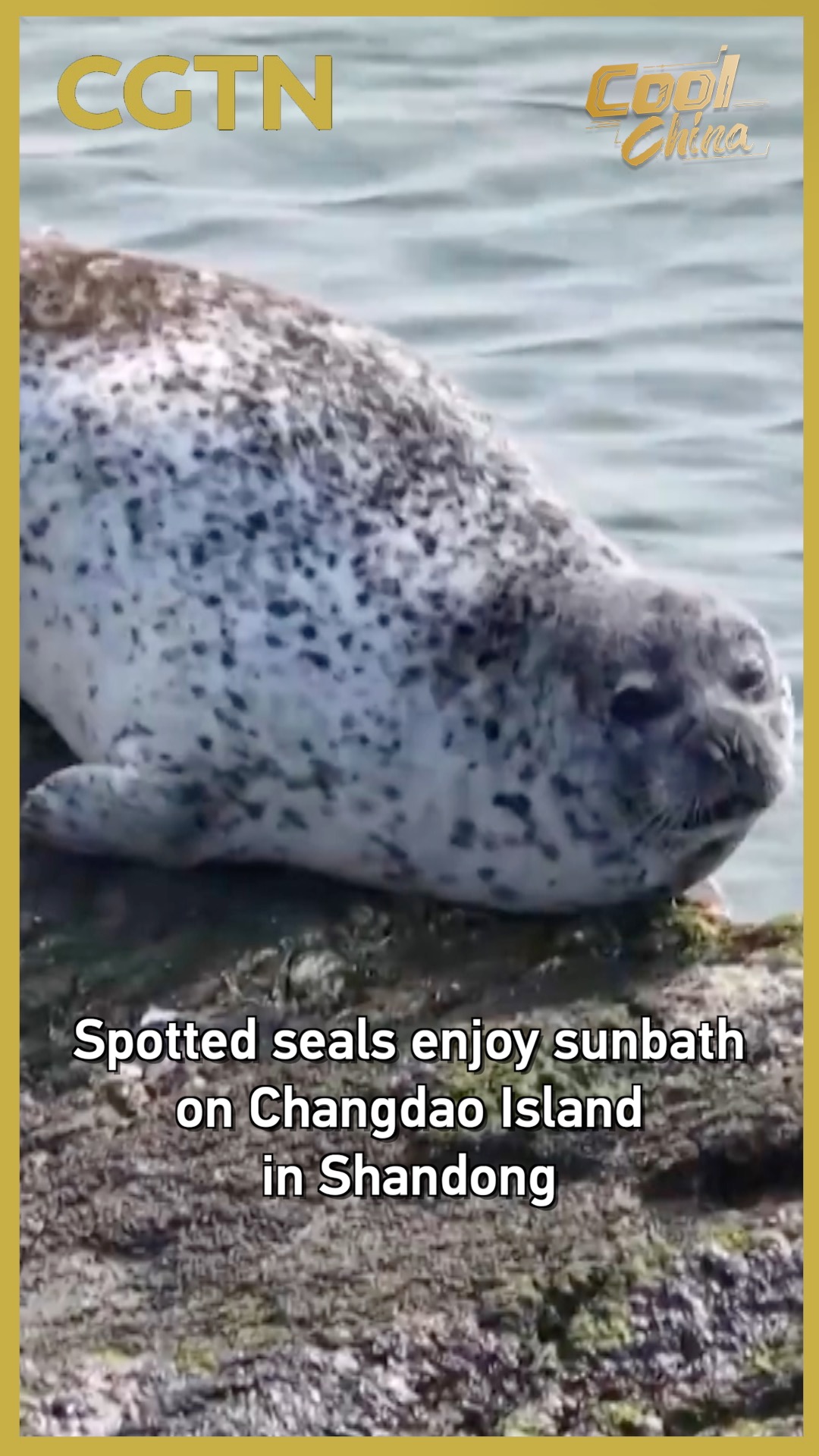 Spotted seals enjoy sunbath on Changdao Island in Shandong