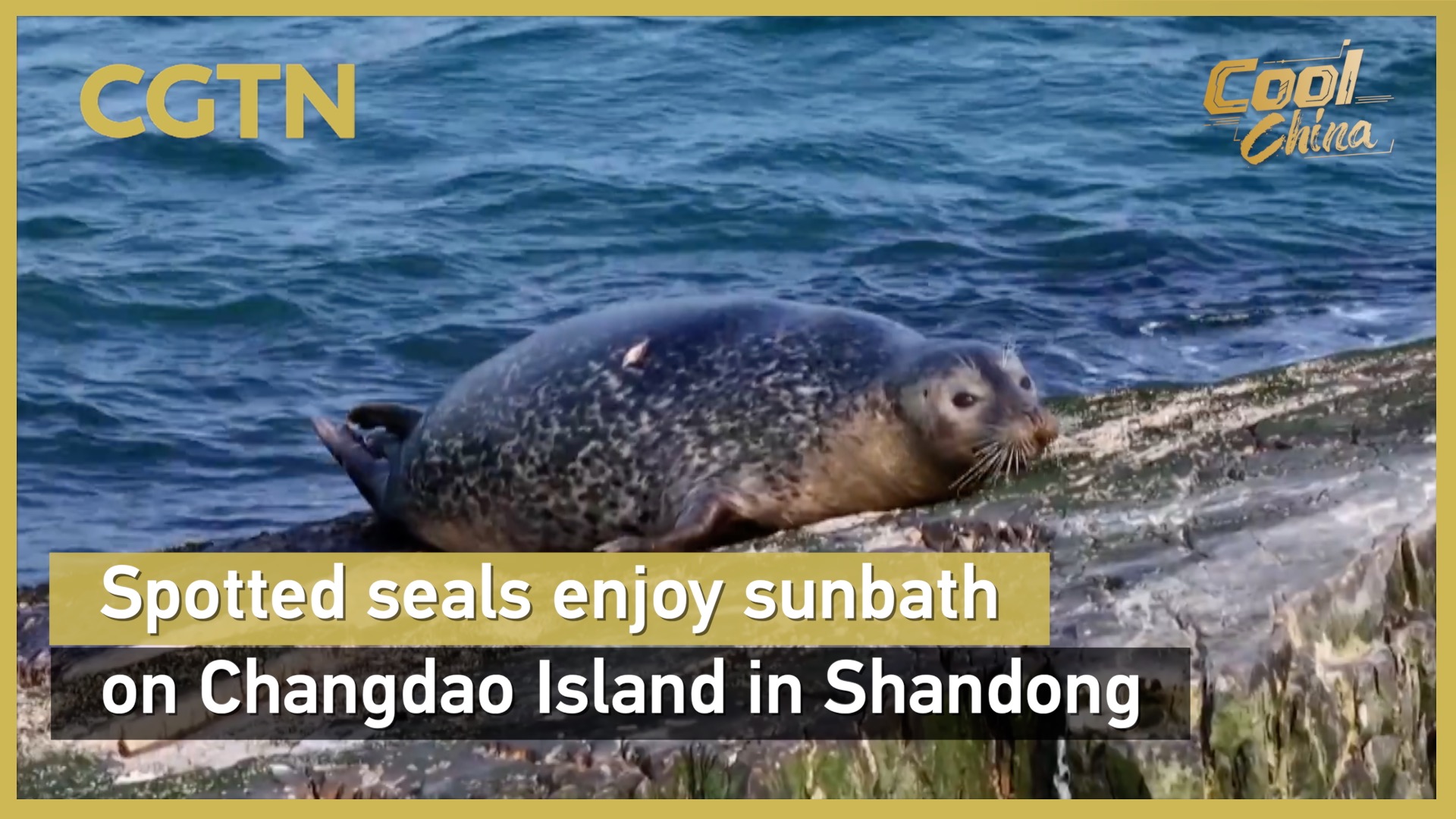 Spotted seals enjoy sunbath on Changdao Island in Shandong