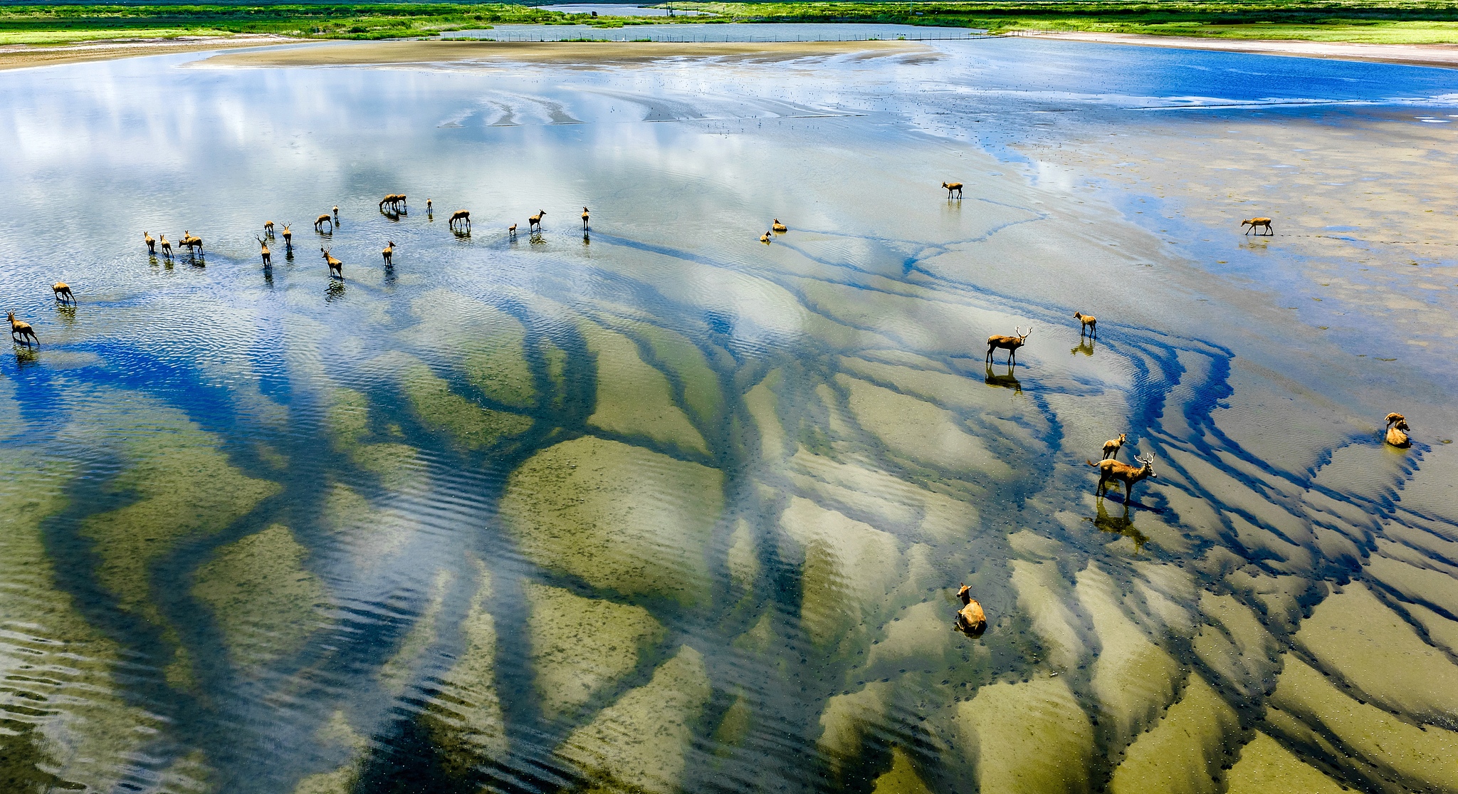 A milu herd forages in the Tiaozini wetland in Yancheng, Jiangsu Province, east China, July 29, 2025. /VCG