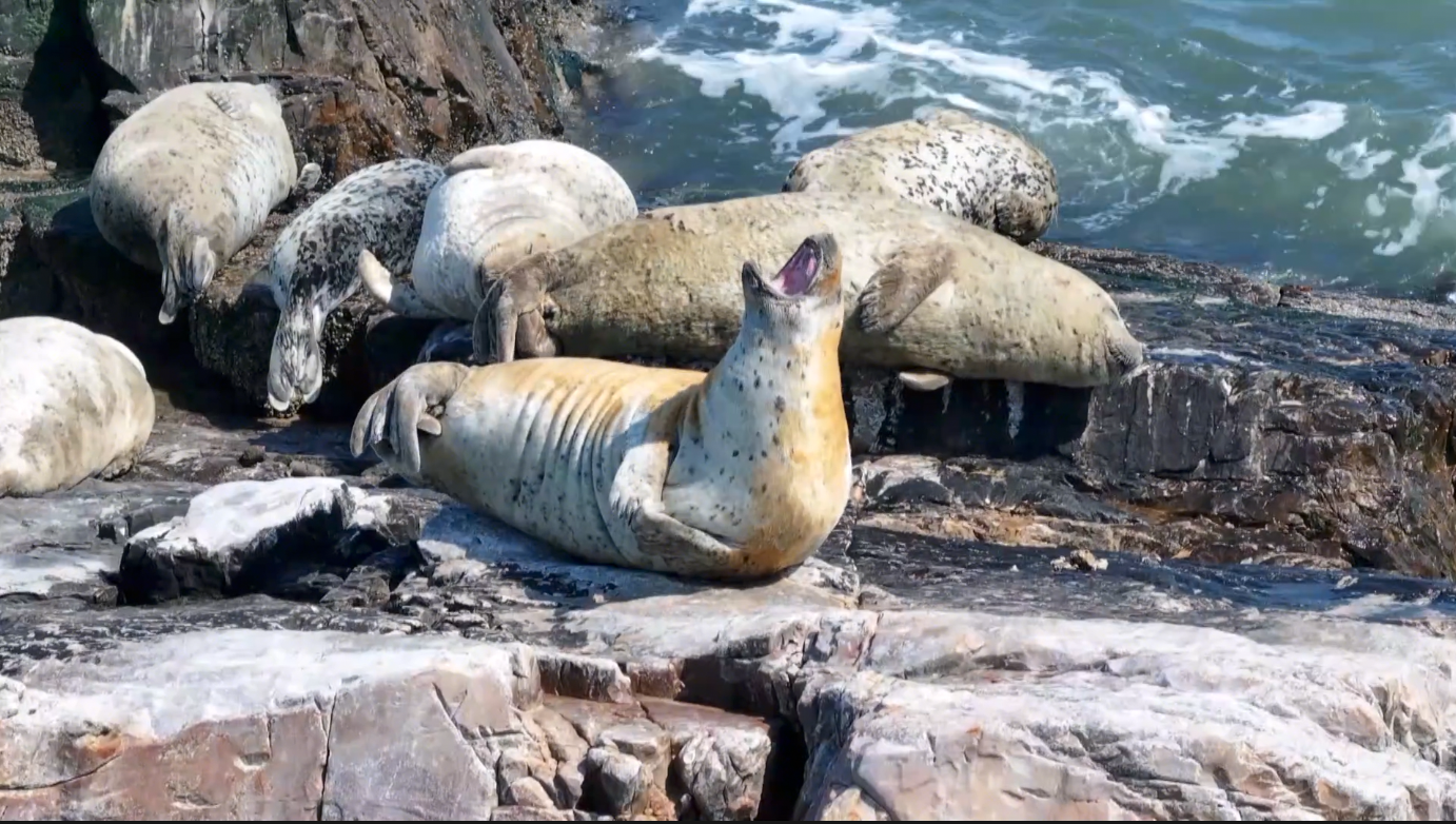 Spotted seals on the move: China's spring migration peak
