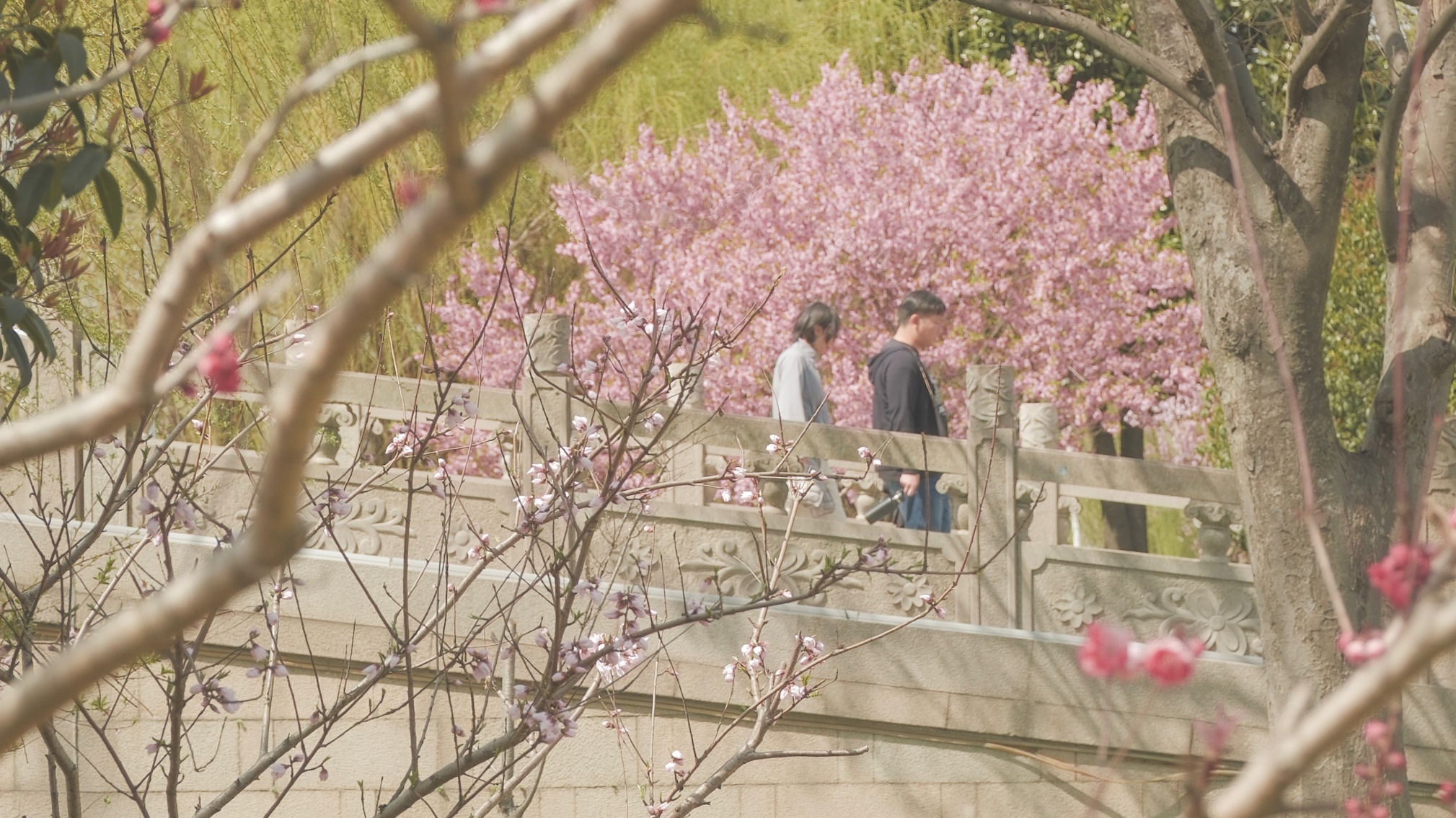Spring unfolds in Suzhou