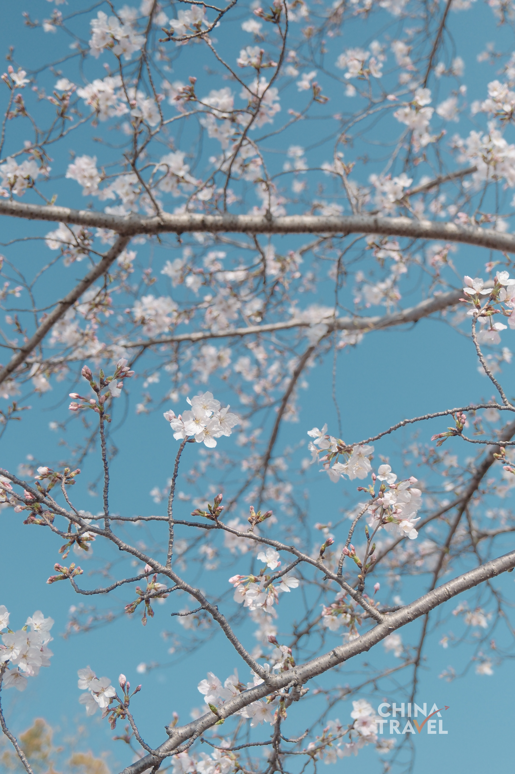 Blossoms stretch into a clear blue sky, capturing the lightness and openness of early spring. /CGTN
