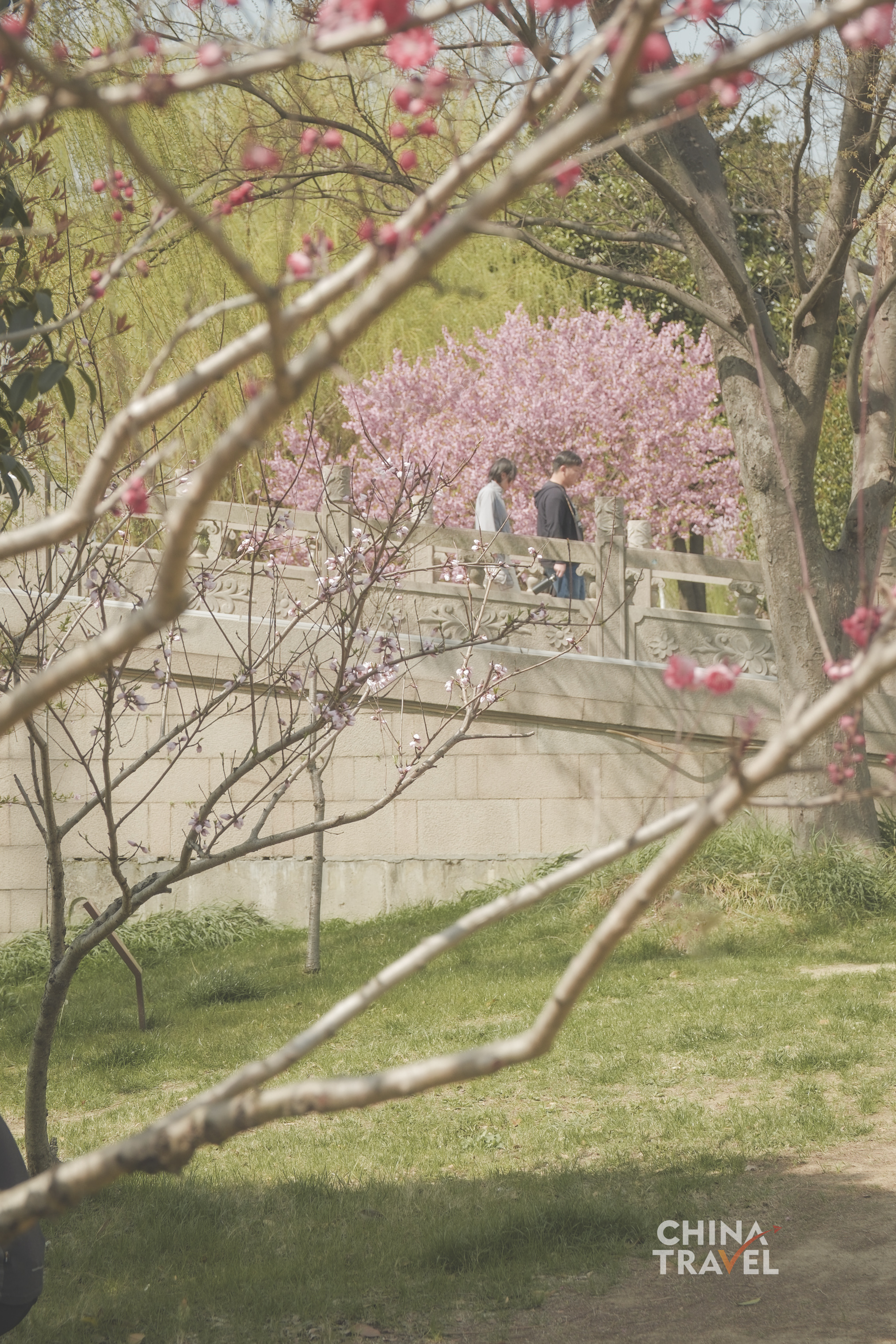 People move through blooming trees and garden paths, where spring becomes part of everyday urban life. /CGTN