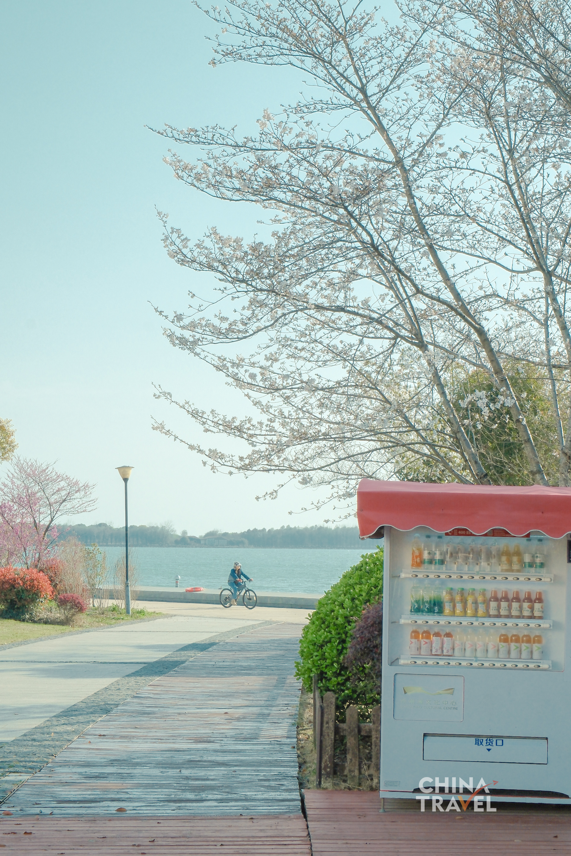 By the lakeside and along quiet paths, blossoms soften the edges of the city, blending nature into daily scenes. /CGTN