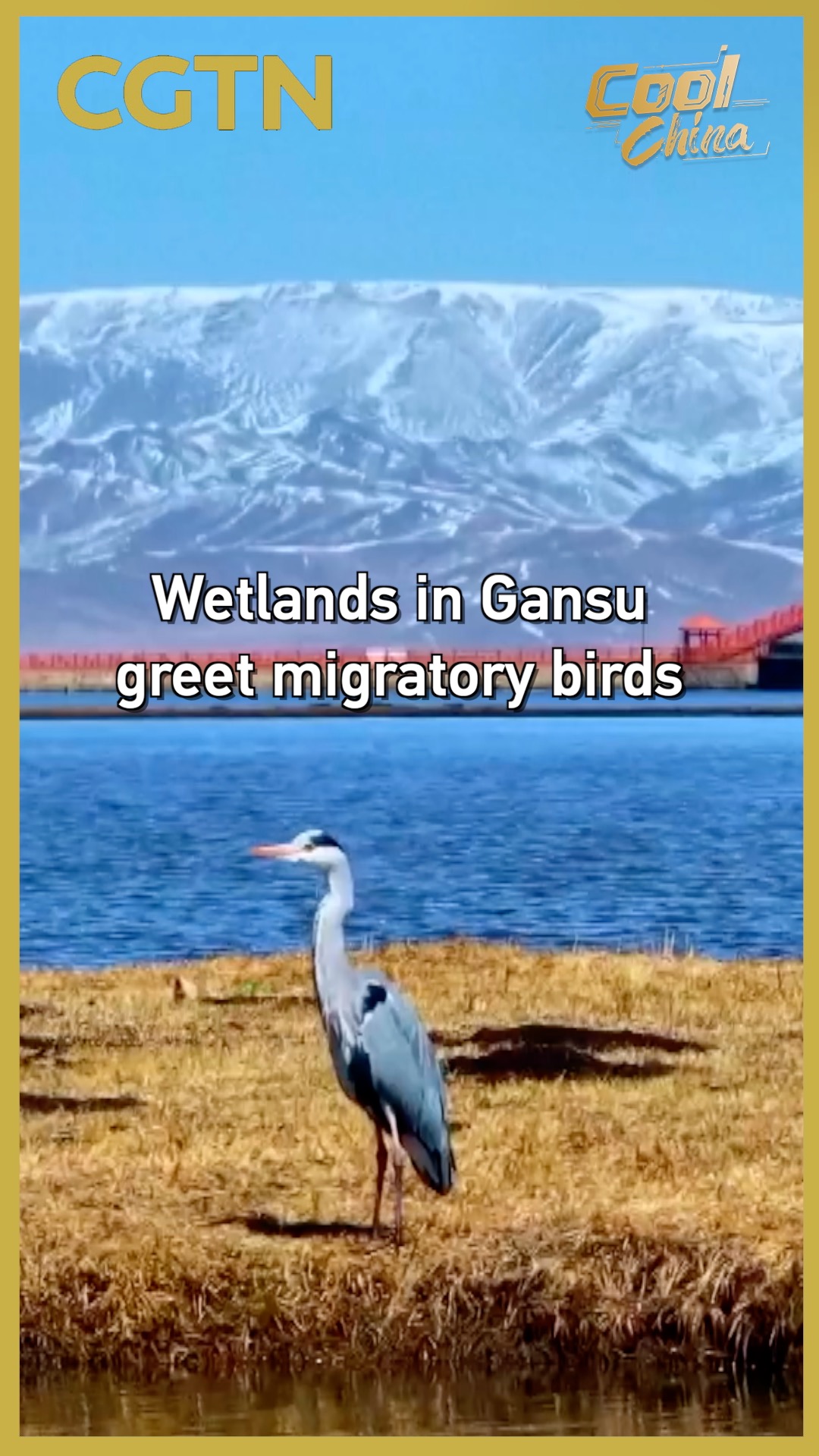 Wetlands in Gansu greet migratory birds