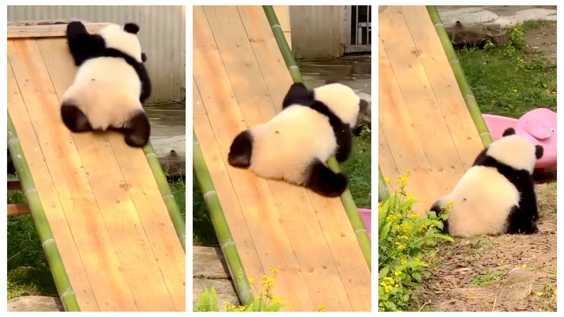 Giant panda Qi Sanmei just unlocked her cutest skill yet