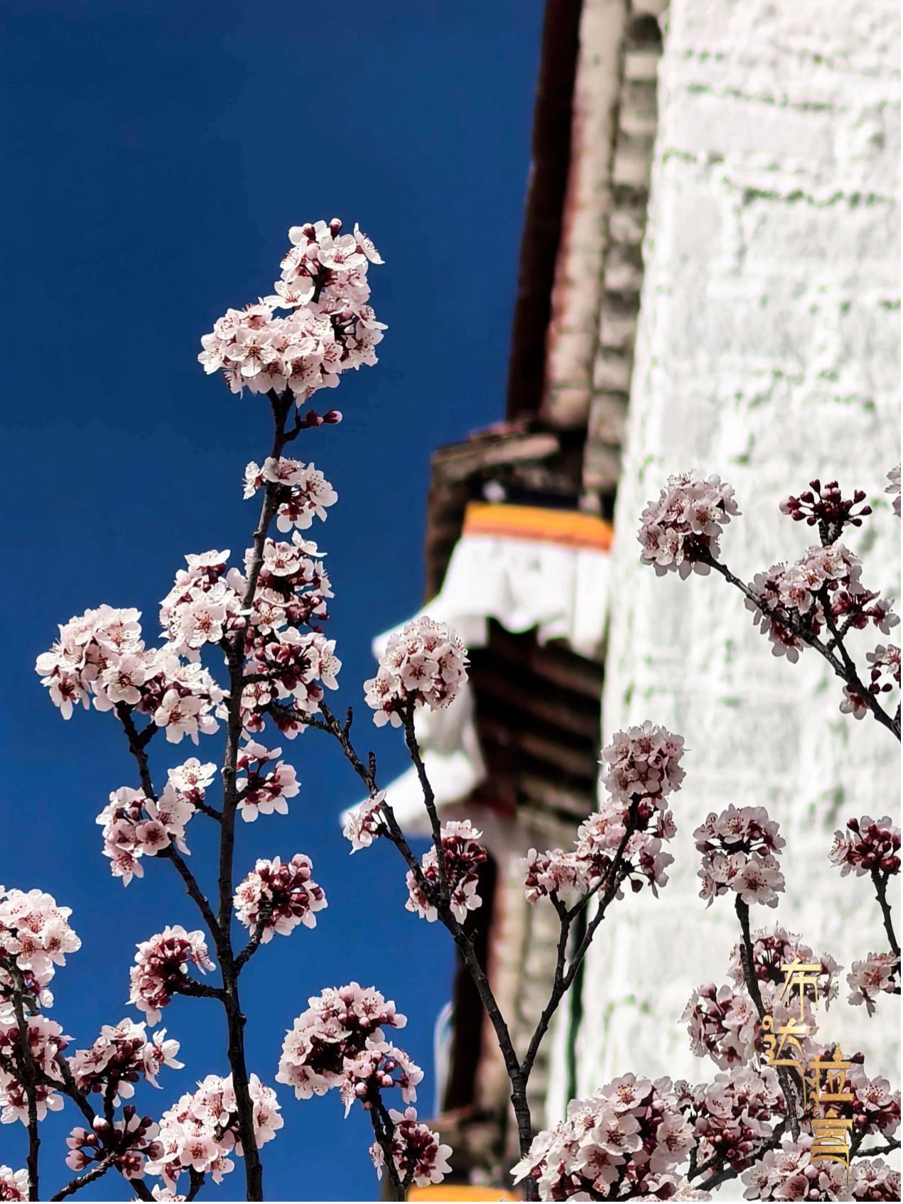 Peach blossoms are in full bloom at the foot of Potala Palace in Lhasa, southwest China's Xizang Autonomous Region. /CGTN