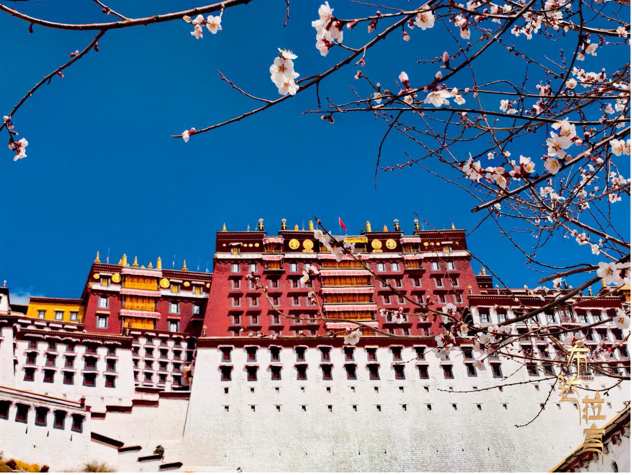 Peach blossoms are in full bloom at the foot of Potala Palace in Lhasa, southwest China's Xizang Autonomous Region. /CGTN