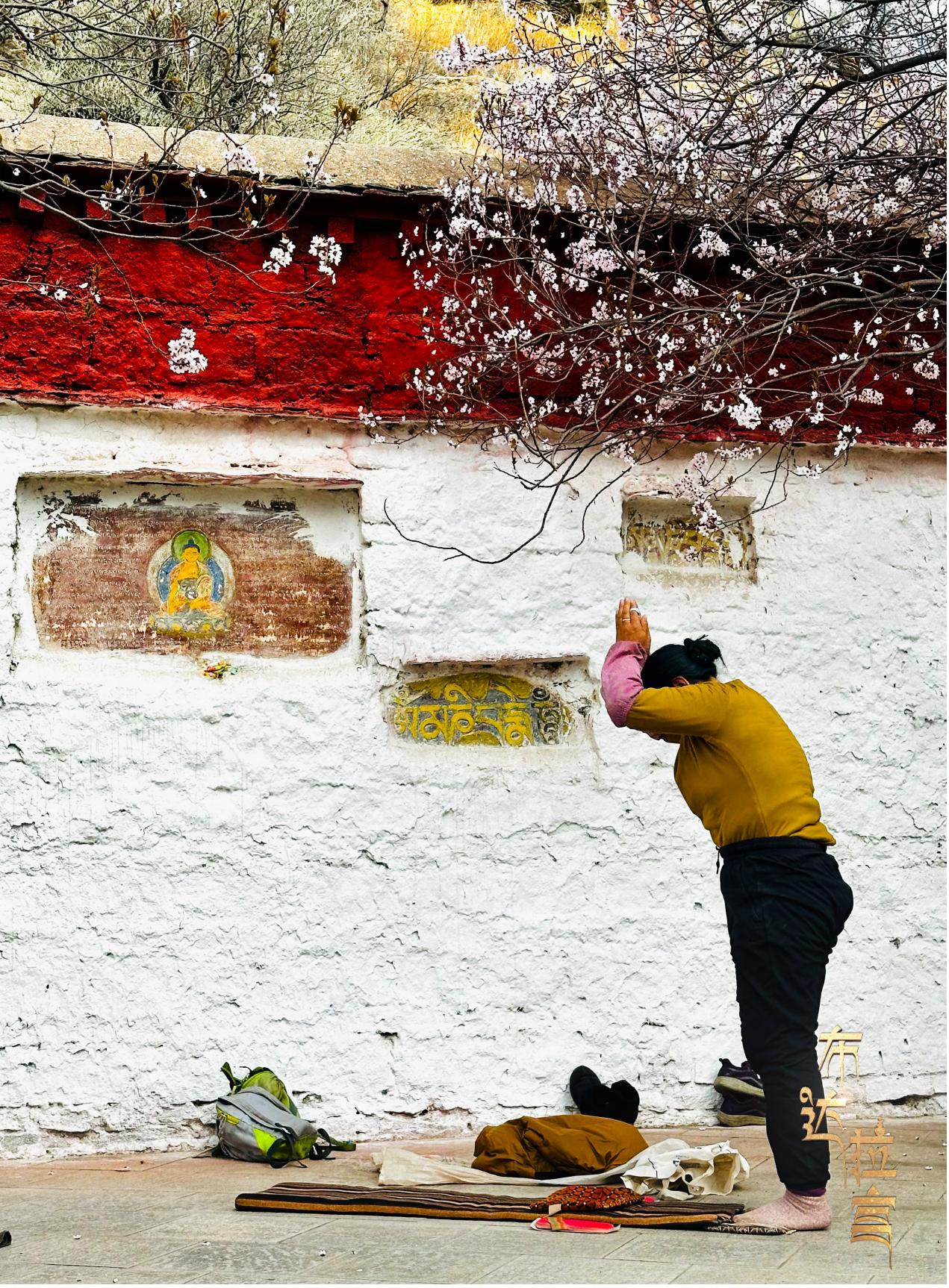 A local prays beneath peach trees in Lhasa, southwest China's Xizang Autonomous Region. /CGTN