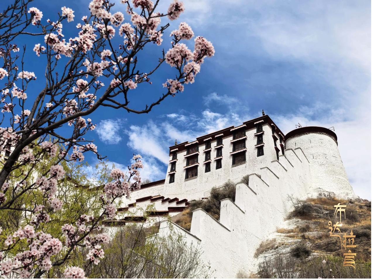 Peach blossoms are in full bloom at the foot of Potala Palace in Lhasa, southwest China's Xizang Autonomous Region. /CGTN