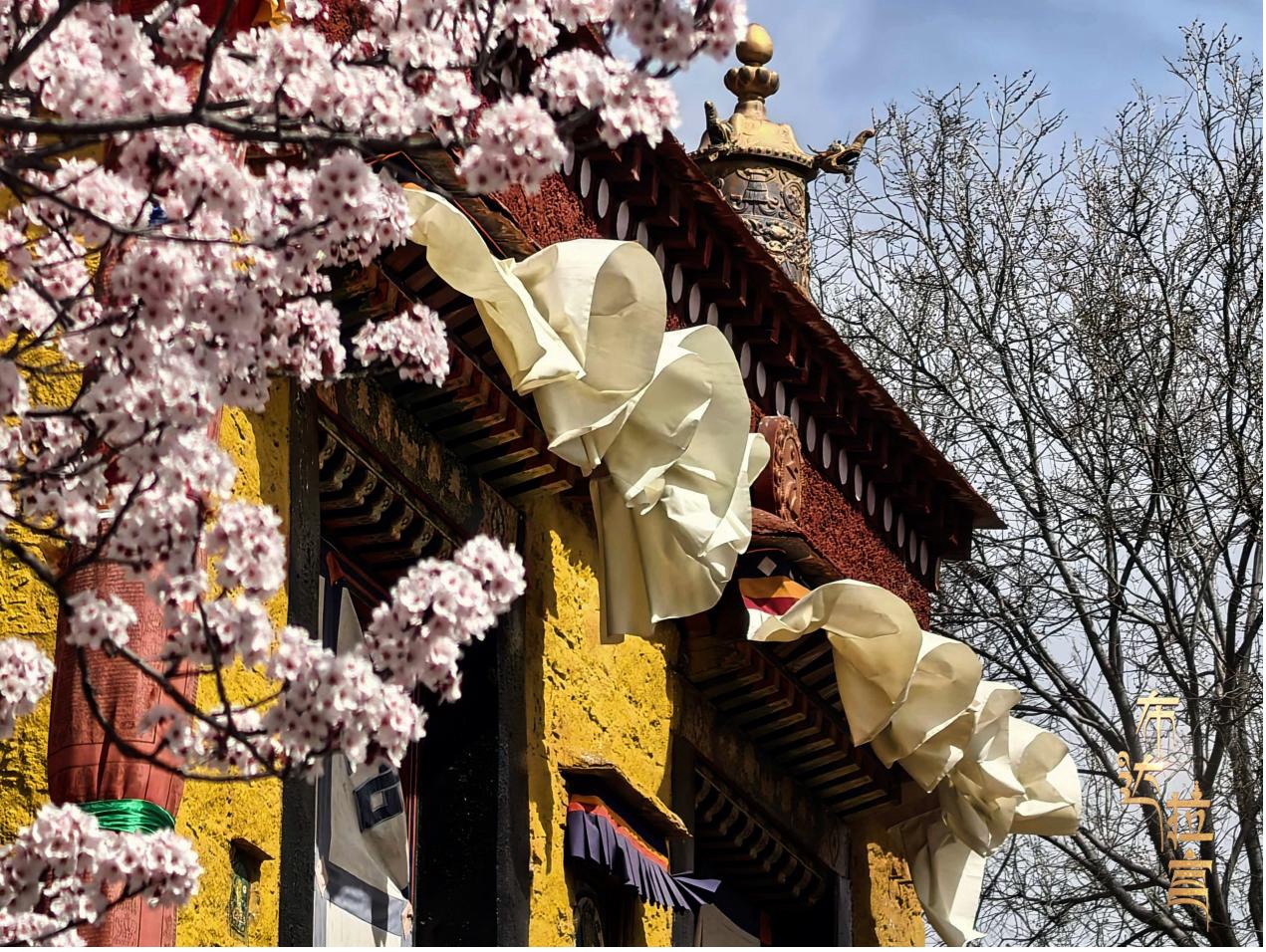 Springtime scenery in Lhasa, southwest China's Xizang Autonomous Region. /CGTN