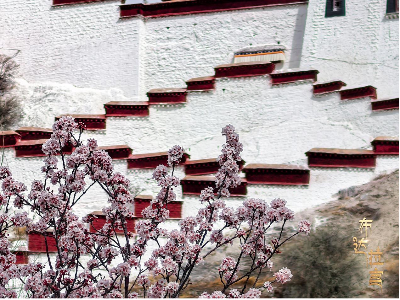 Peach blossoms are in full bloom at the foot of Potala Palace in Lhasa, southwest China's Xizang Autonomous Region. /CGTN