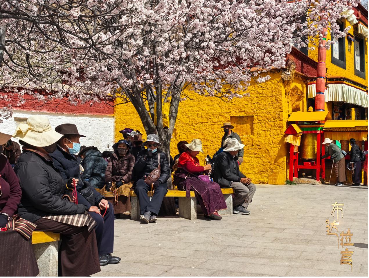 Locals rest beneath peach trees, basking in a patch of warm sunlight in Lhasa, southwest China's Xizang Autonomous Region. /CGTN