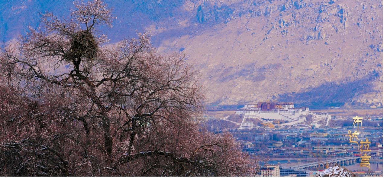 Peach blossoms are in full bloom as Potala Palace rises in the distance in Lhasa, southwest China's Xizang Autonomous Region. /CGTN