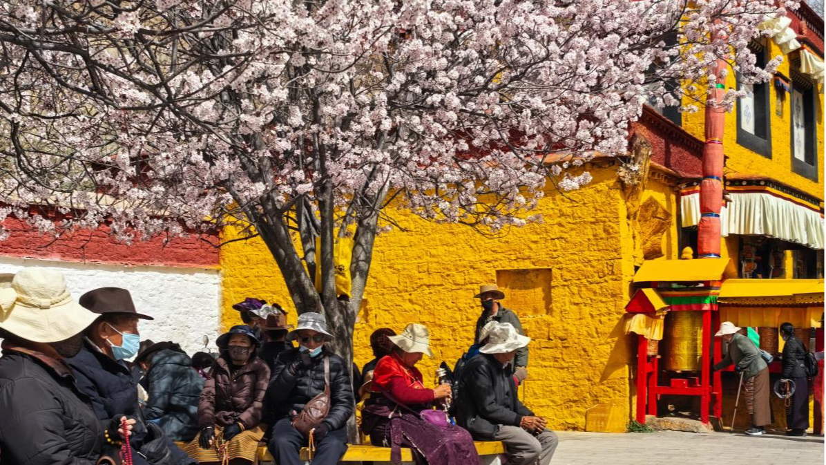 Spring blossoms bloom beneath Potala Palace