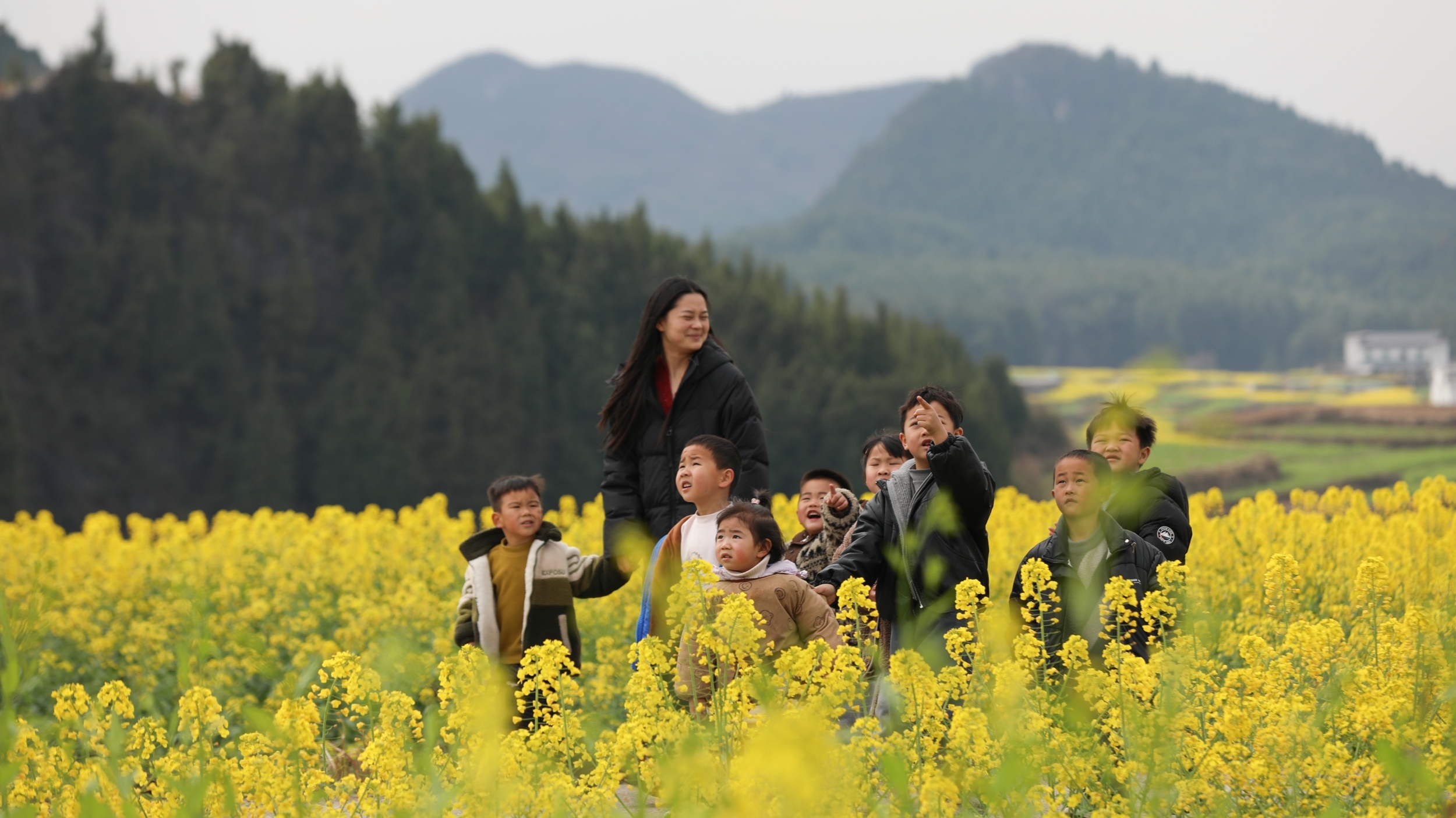 Yuping's vast golden flower sea welcomes visitors