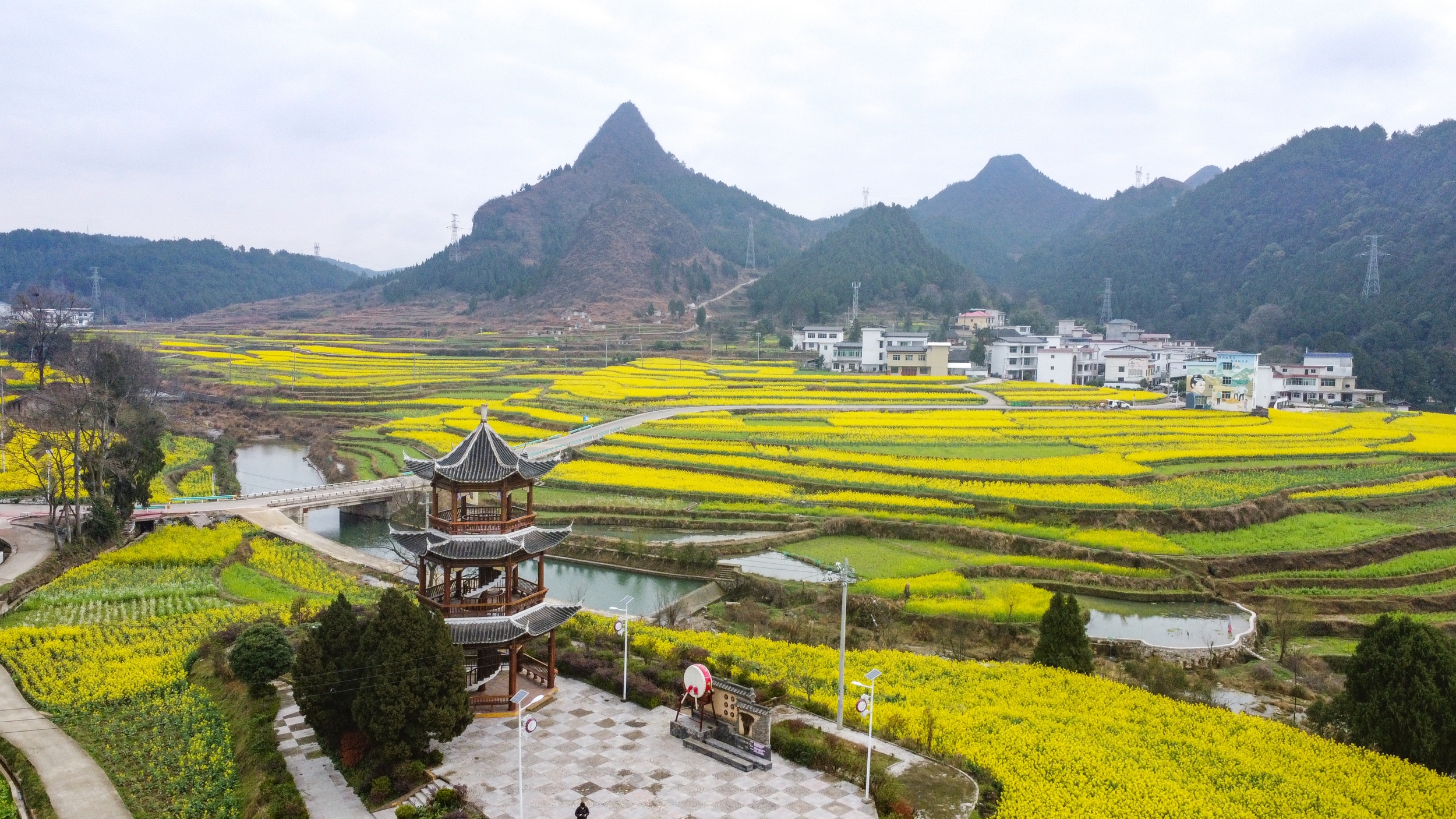 Blooming rapeseed flowers are seen in Guojiawan Village, Yuping Dong Autonomous County, southwest China's Guizhou Province on March 5, 2026. /Tongren Media Convergence Center