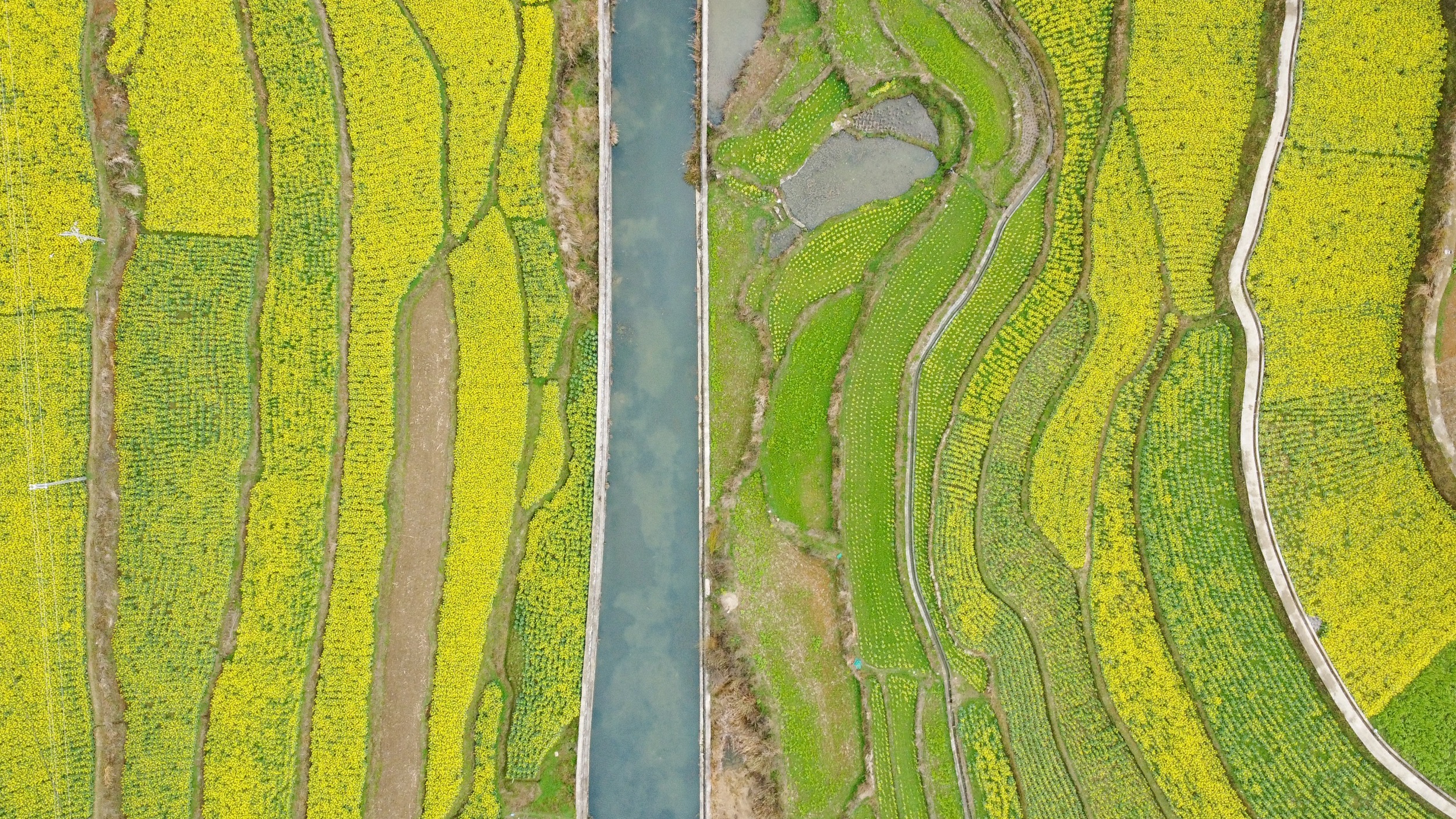 Blooming rapeseed flowers are seen in Guojiawan Village, Yuping Dong Autonomous County, southwest China's Guizhou Province on March 5, 2026. /Tongren Media Convergence Center