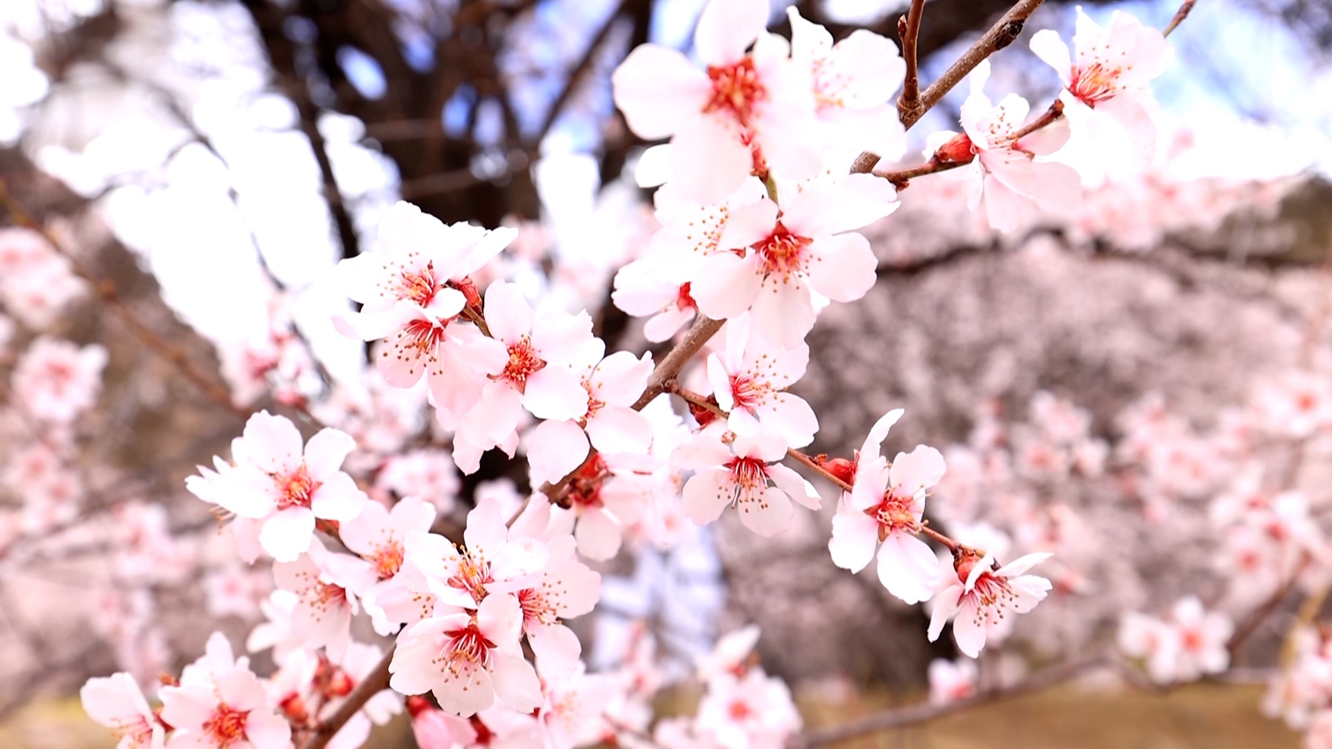 Peach blossom festival celebrates nature and culture in Nyingchi