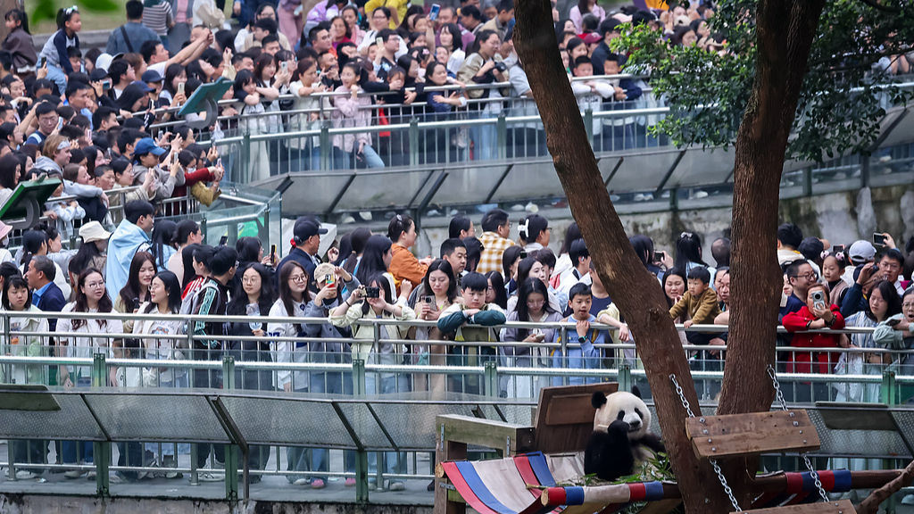 Visitors watch a panda at a zoo in southwest China's Chongqing Municipality, April 5, 2026. /VCG