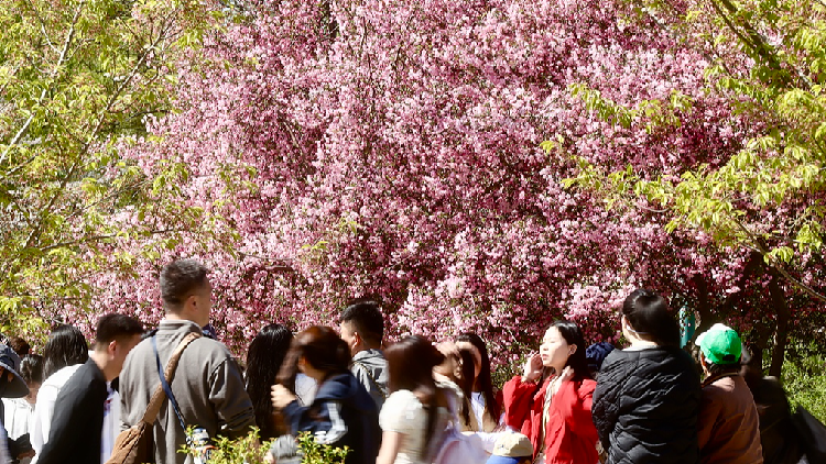 China's Qingming holiday sees 845 mln trips amid spring travel boom