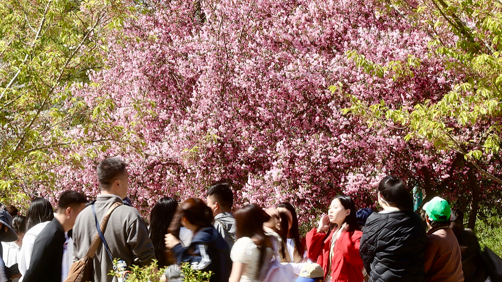 China's Qingming holiday sees 845 mln trips amid spring travel boom