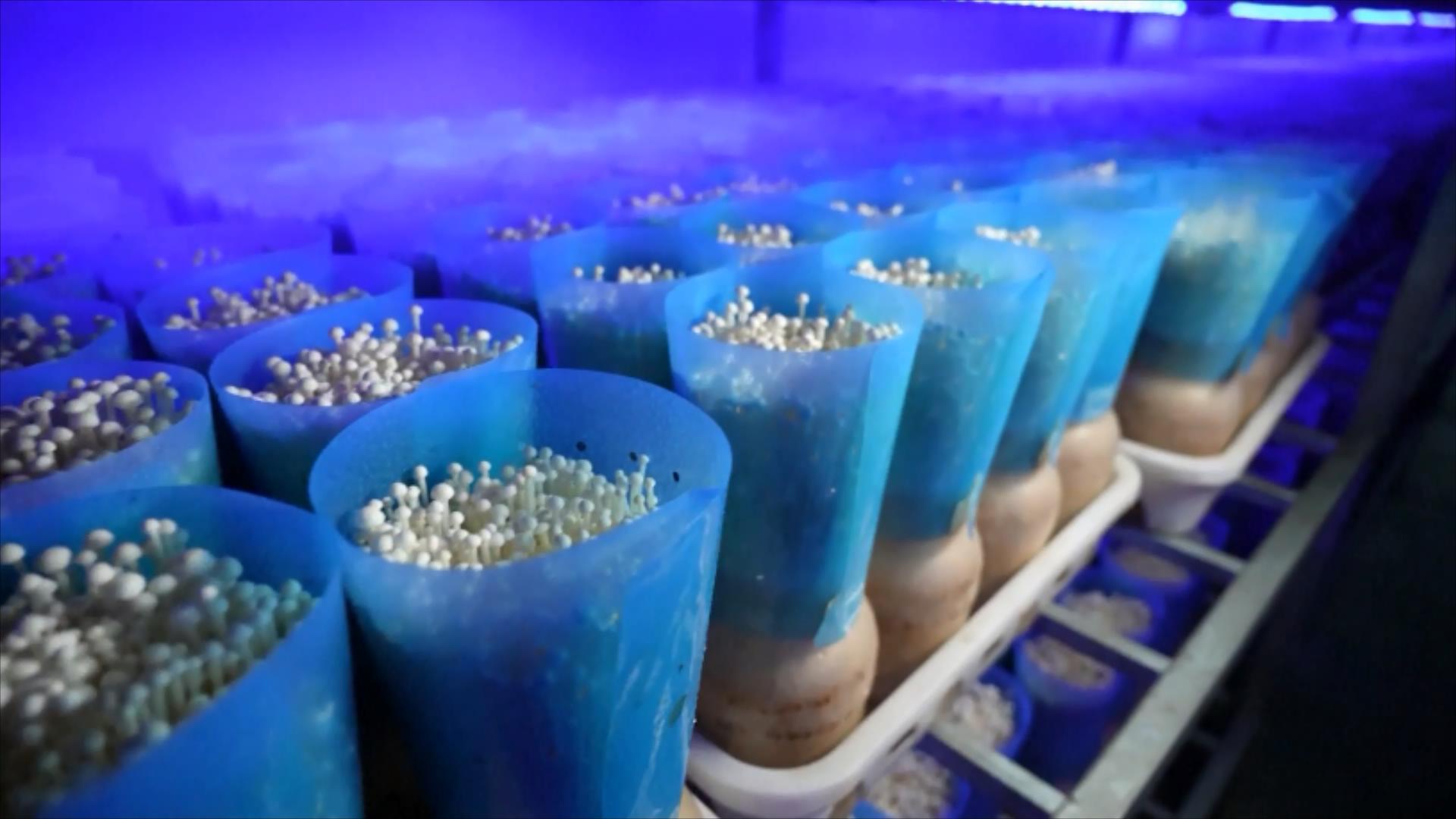 Smart indoor farming helps scale up edible mushroom output in E China