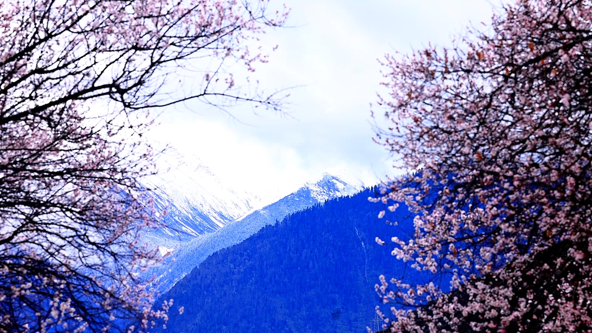 Duodang Village: A serene portrait of spring in Nyingchi