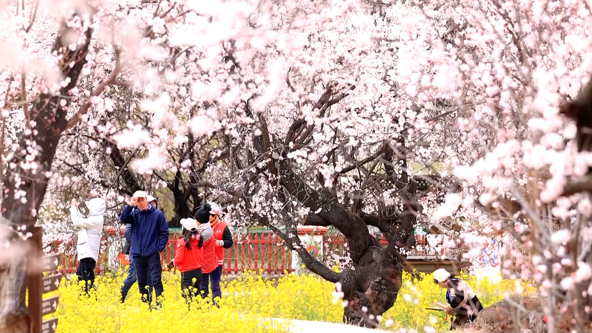 Peach blossoms paint Nyingchi's Galai Village in hues of pink