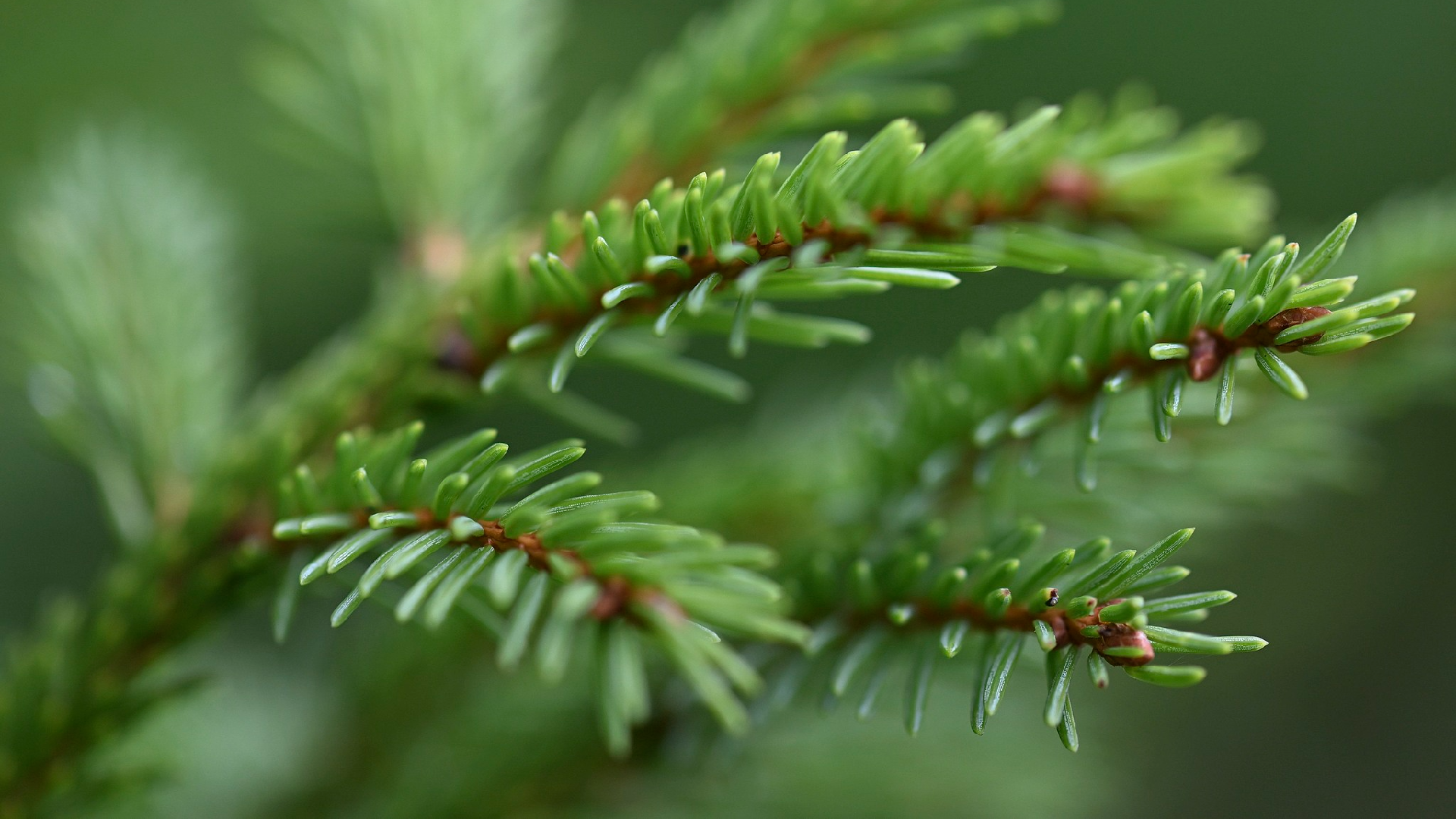 Russian scientists develop spruce compounds that slow blood clotting