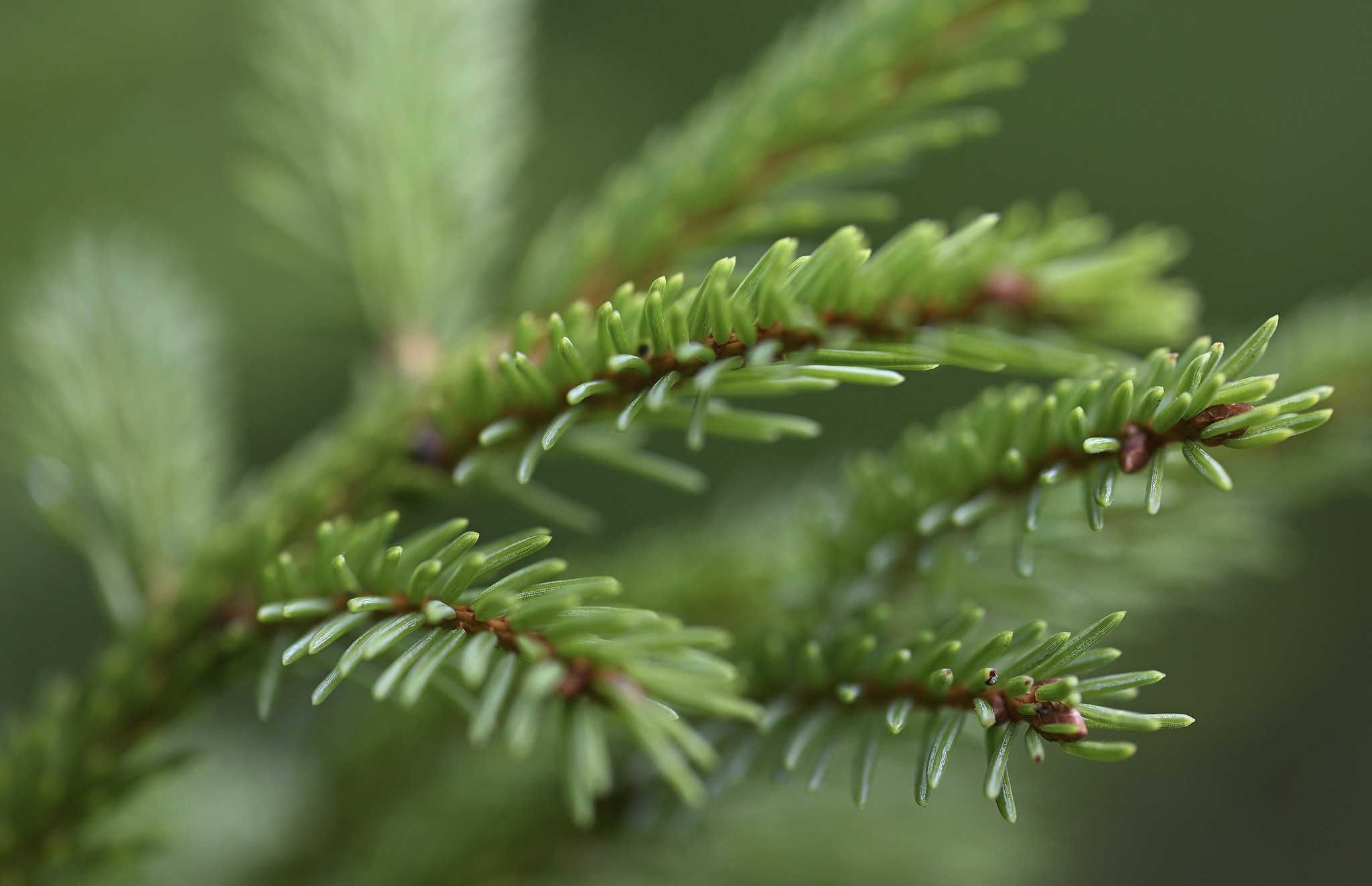 A young spruce grows in a forest. /VCG