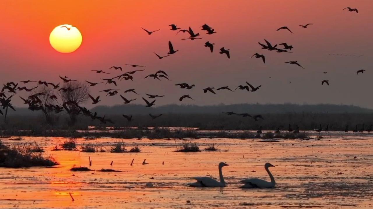 A sunset bird spectacle at Horqin Nature Reserve