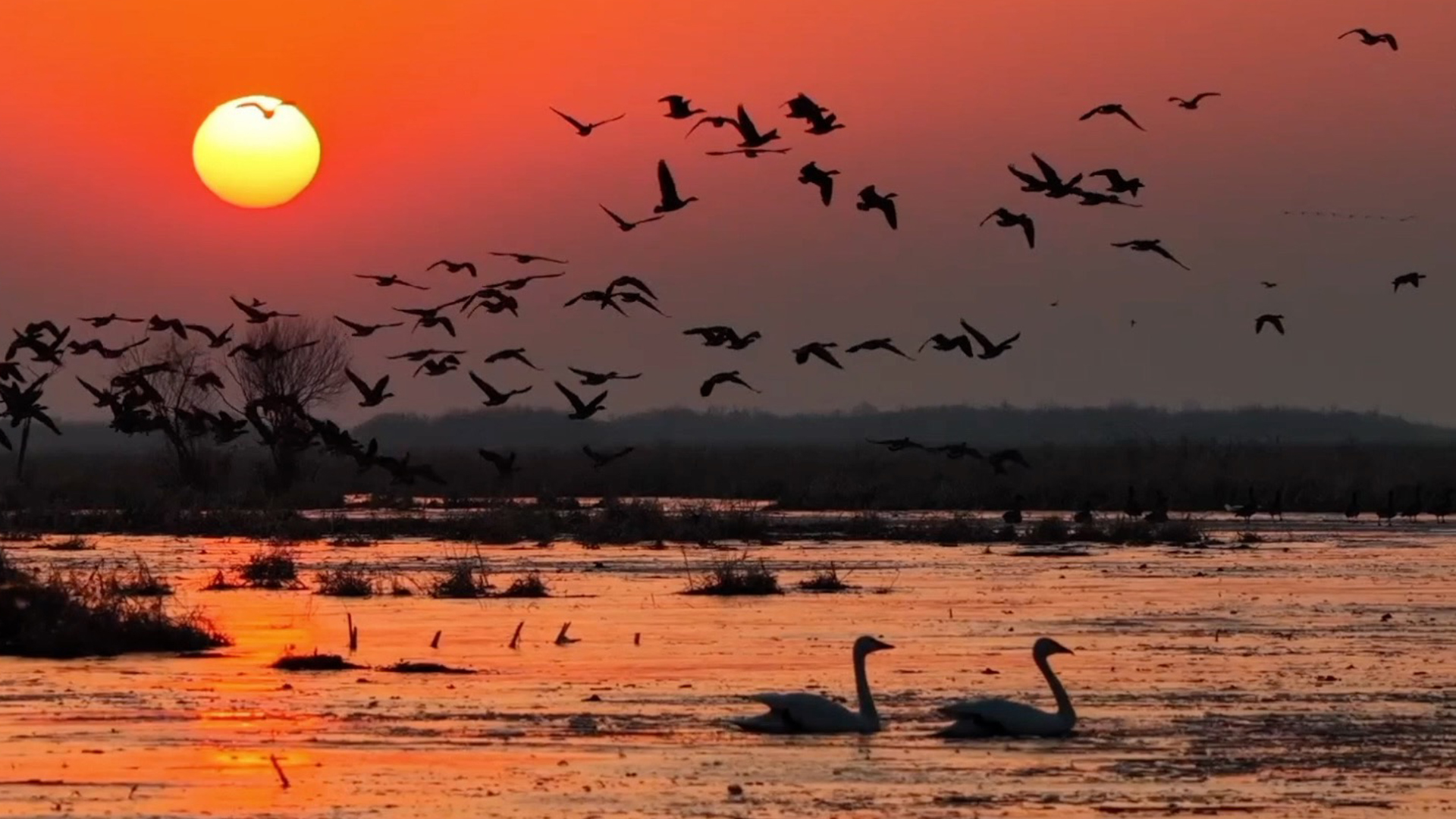 A sunset bird spectacle at Horqin Nature Reserve