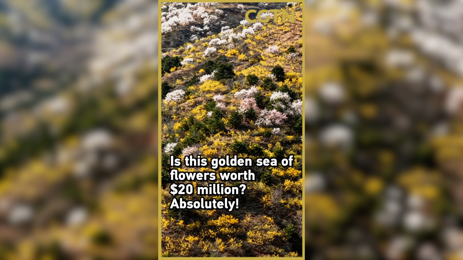 Is this golden sea of flowers worth $20 million? Absolutely!